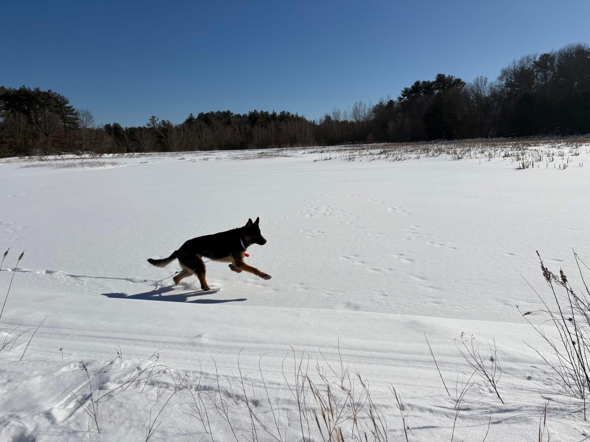 Enlarge Ace, an adopted German Shepherd Dog in Duxbury, MA image 3/4