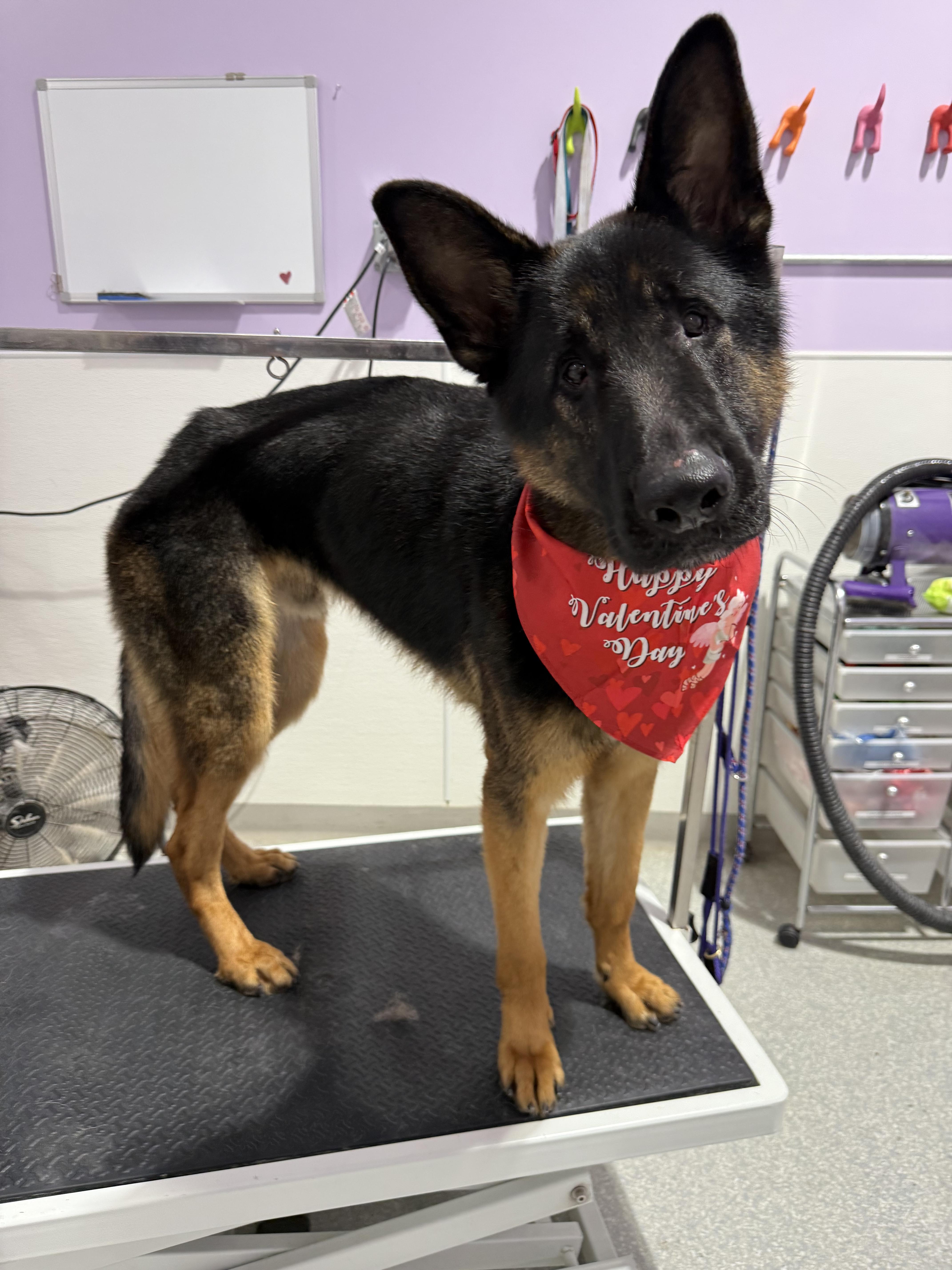 Enlarge Ace, an adopted German Shepherd Dog in Duxbury, MA image 2/4