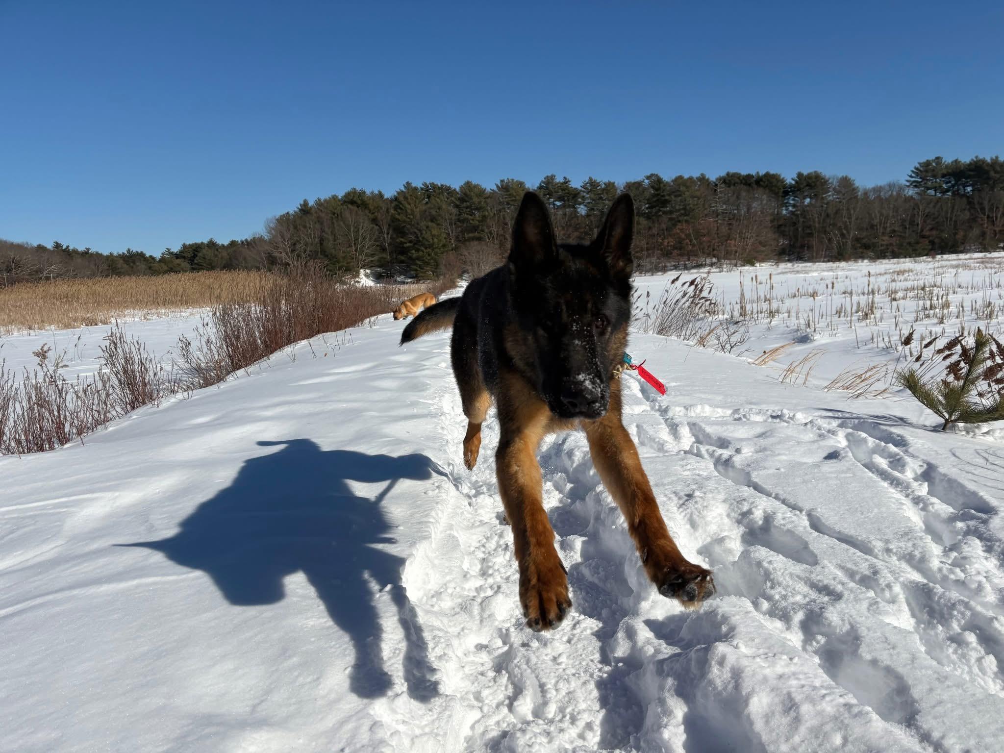 Ace, adopted, Young Male German Shepherd Dog.