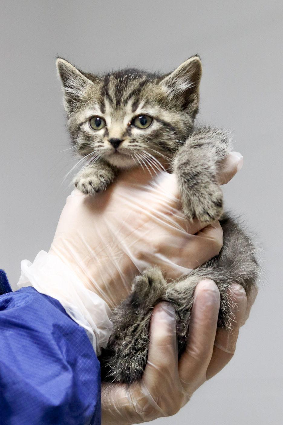 Enlarge Jolly, a Adoptable Domestic Short Hair in Sanford, NC image 1/3