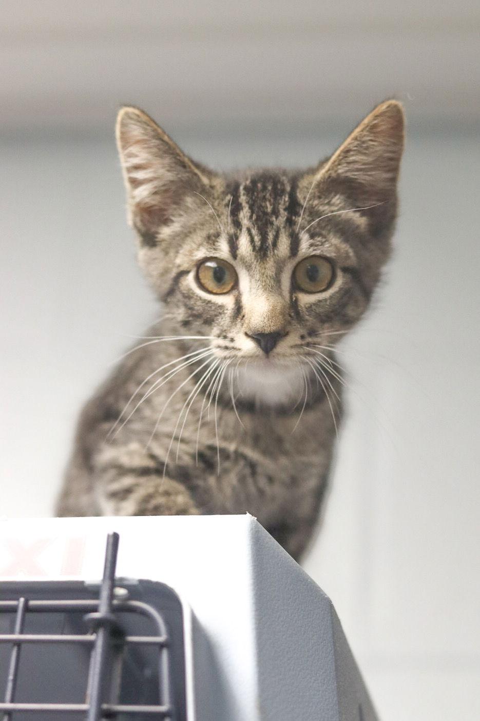 Enlarge Jolly, a Adoptable Domestic Short Hair in Sanford, NC image 2/3