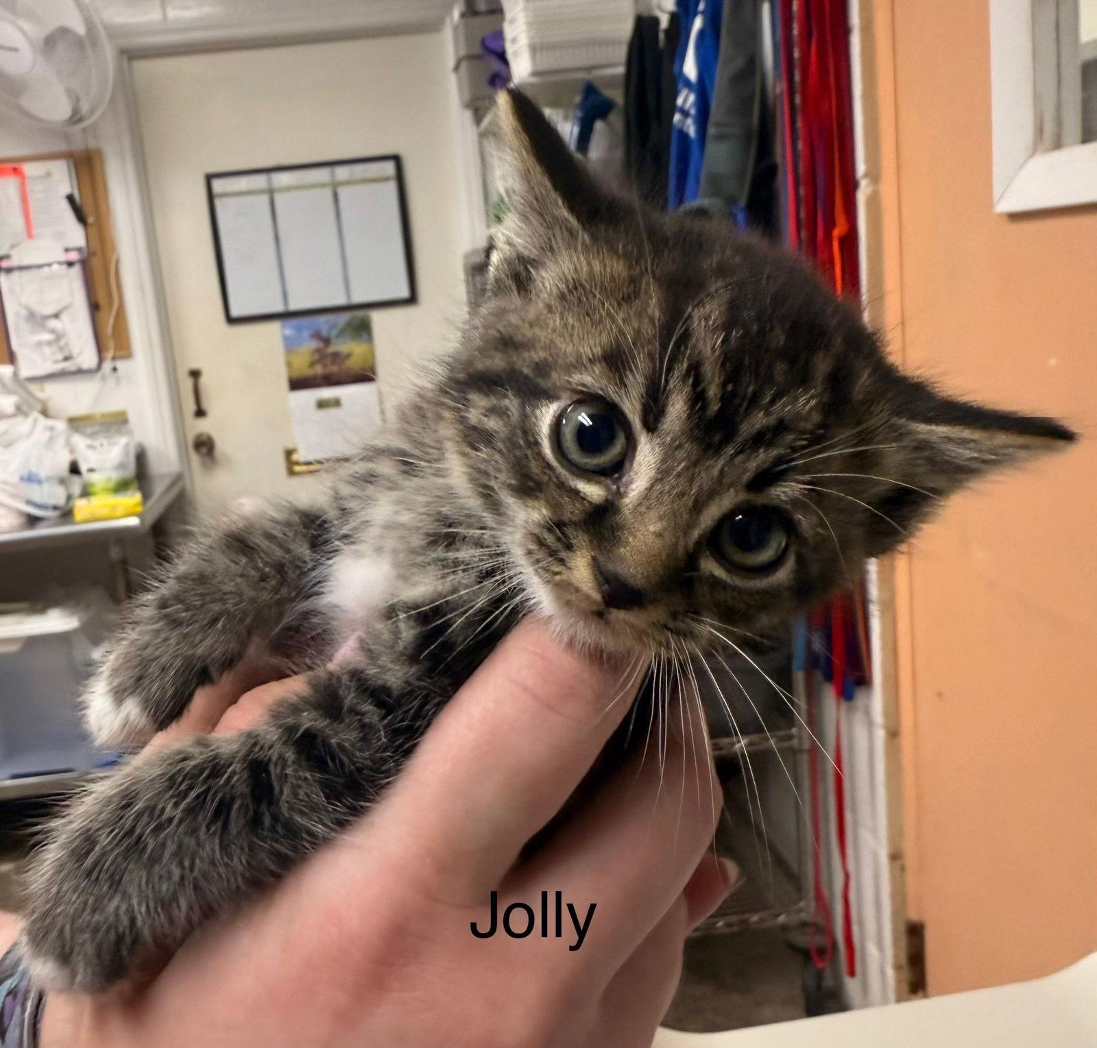 Enlarge Jolly, a Adoptable Domestic Short Hair in Sanford, NC image 3/3
