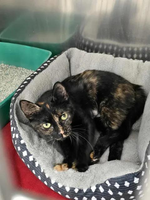 Apple Bloom, ADOPTABLE, Young Female Domestic Short Hair.