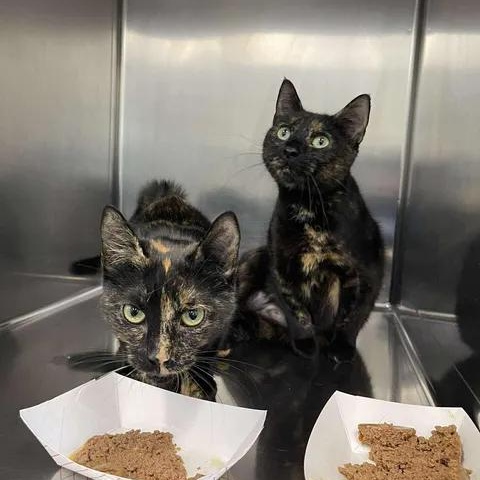 Enlarge Apple Bloom, a ADOPTABLE Domestic Short Hair in Winthrop, ME image 2/2