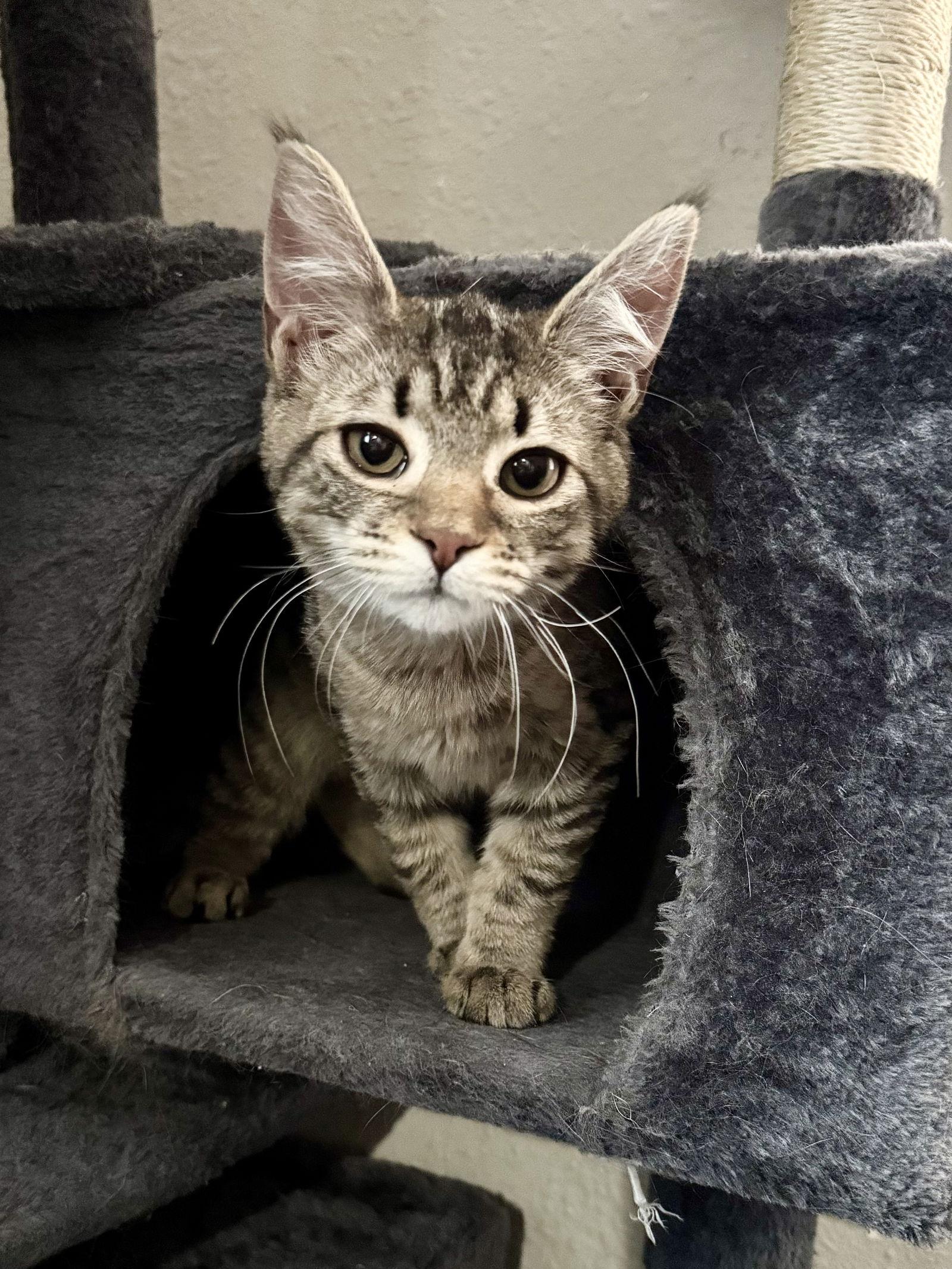Eleven, Adoptable, Kitten Female Domestic Short Hair.