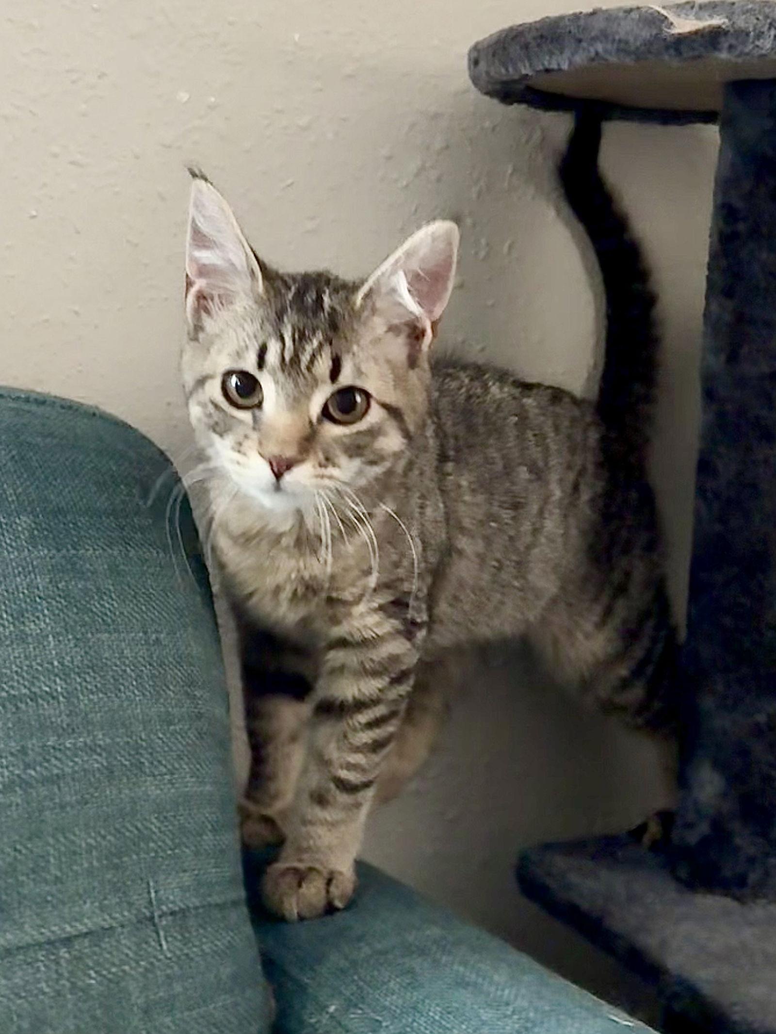 Enlarge Eleven, a Adoptable Domestic Short Hair in Hanover, PA image 2/2