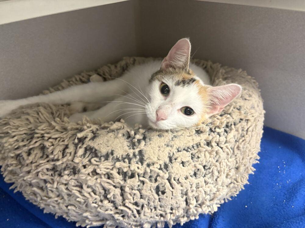 La Llorona, Adoptable, Adult Female Domestic Short Hair.