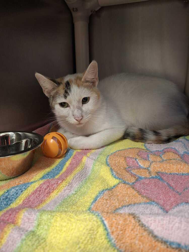 Enlarge La Llorona, a Adoptable Domestic Short Hair in Bowling Green, OH image 2/3
