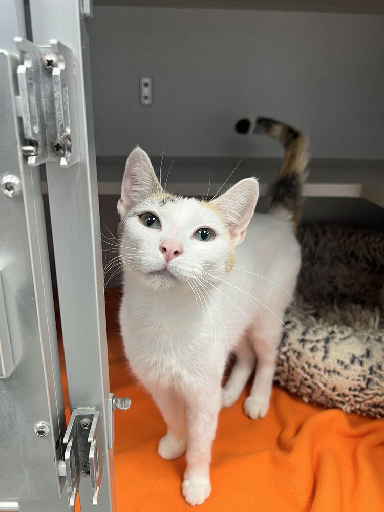 Enlarge La Llorona, a Adoptable Domestic Short Hair in Bowling Green, OH image 3/3