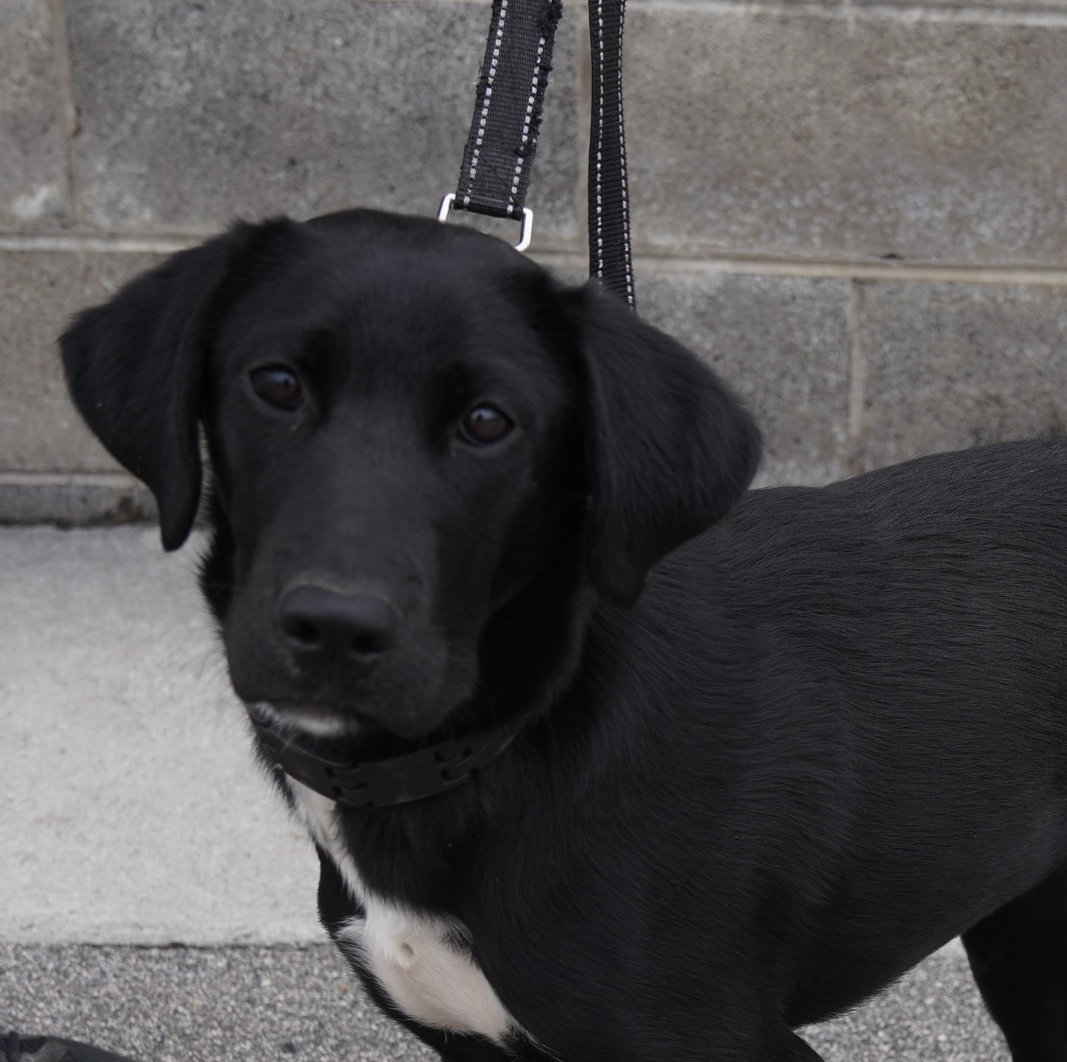 Enlarge Sasha , an adopted Black Labrador Retriever in Pottsville, PA image 1/6
