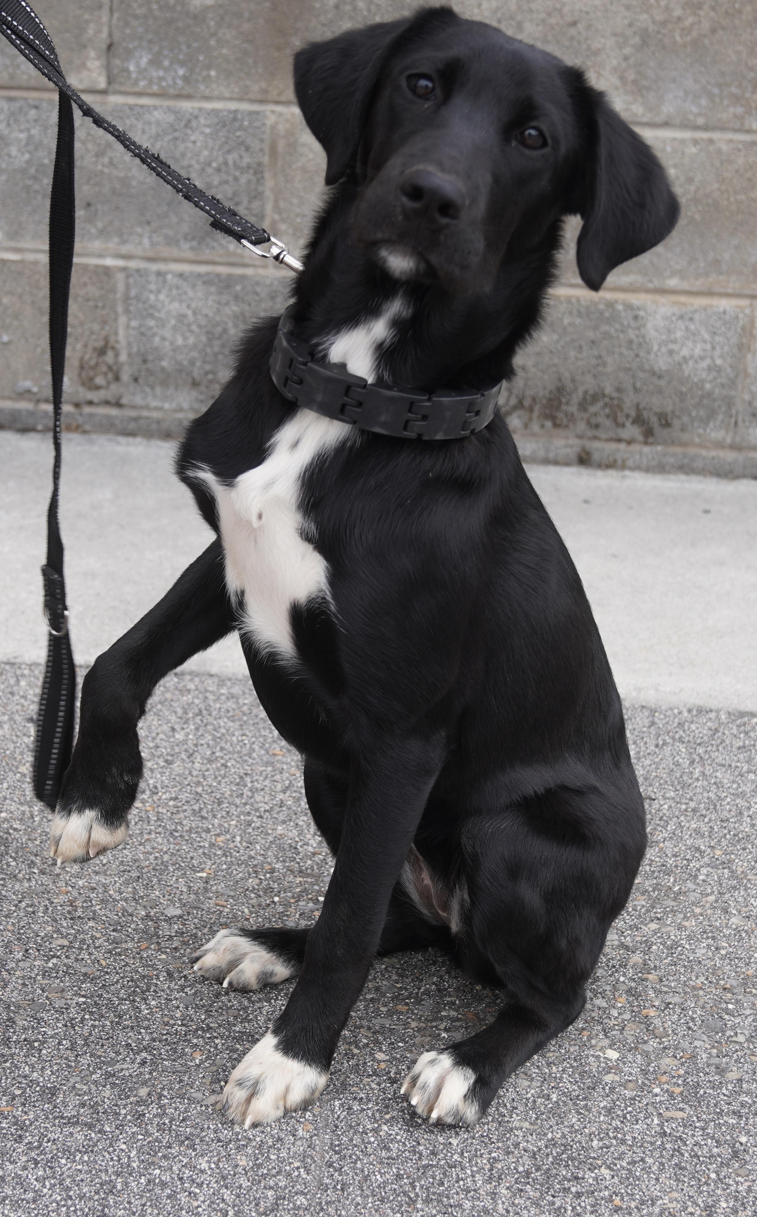 Enlarge Sasha , an adopted Black Labrador Retriever in Pottsville, PA image 5/6