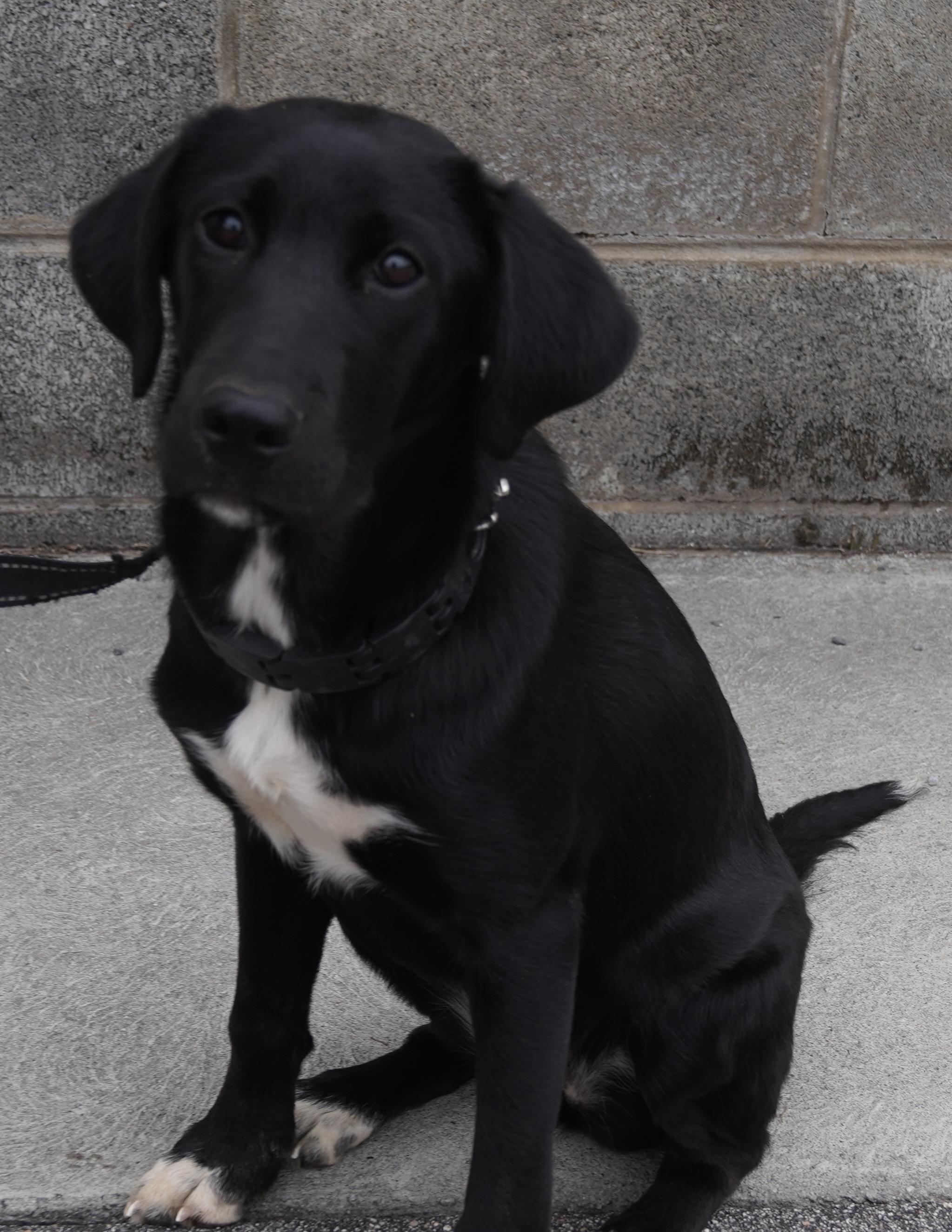 Enlarge Sasha , an adopted Black Labrador Retriever in Pottsville, PA image 6/6
