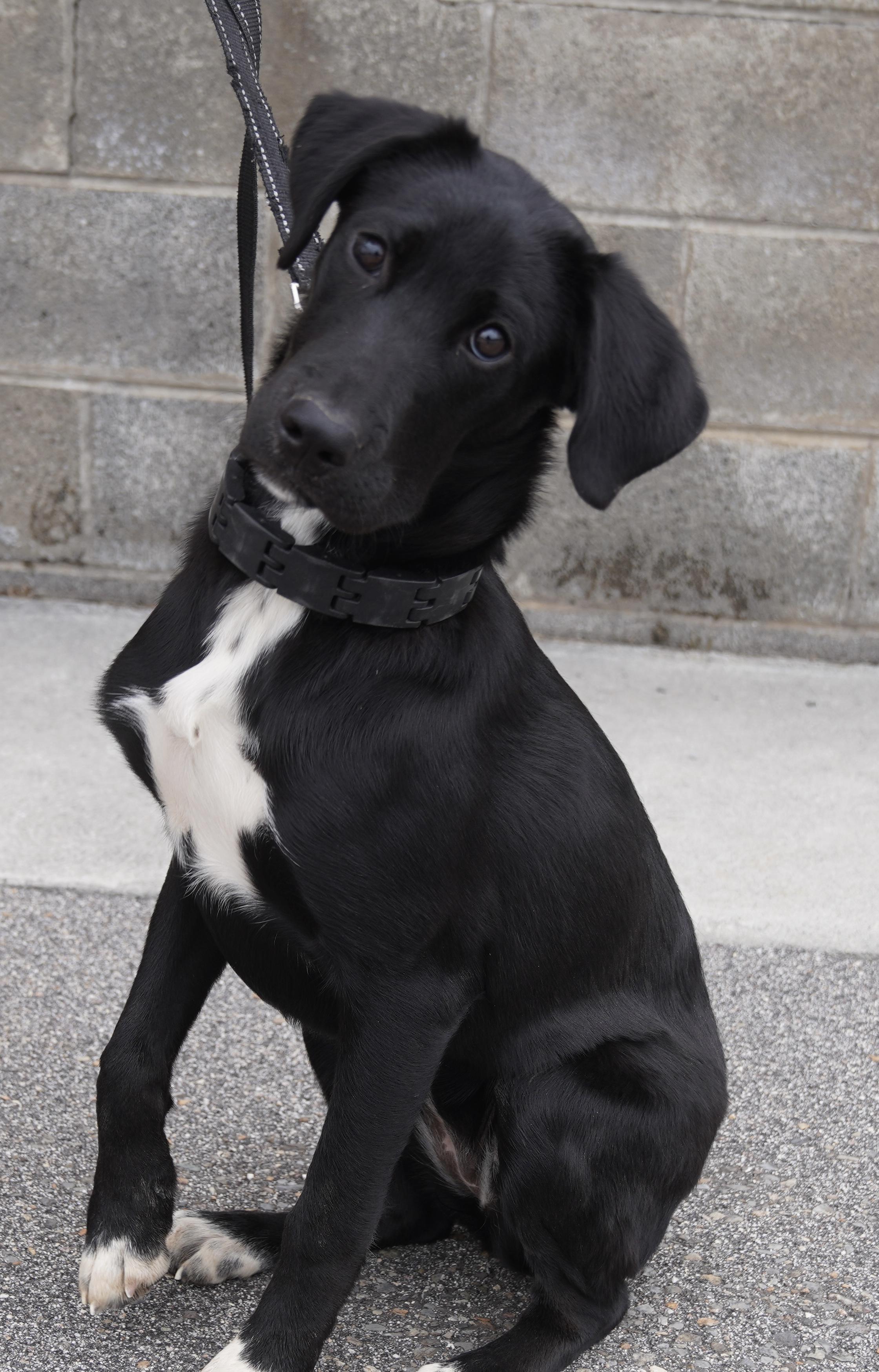 Enlarge Sasha , an adopted Black Labrador Retriever in Pottsville, PA image 2/6