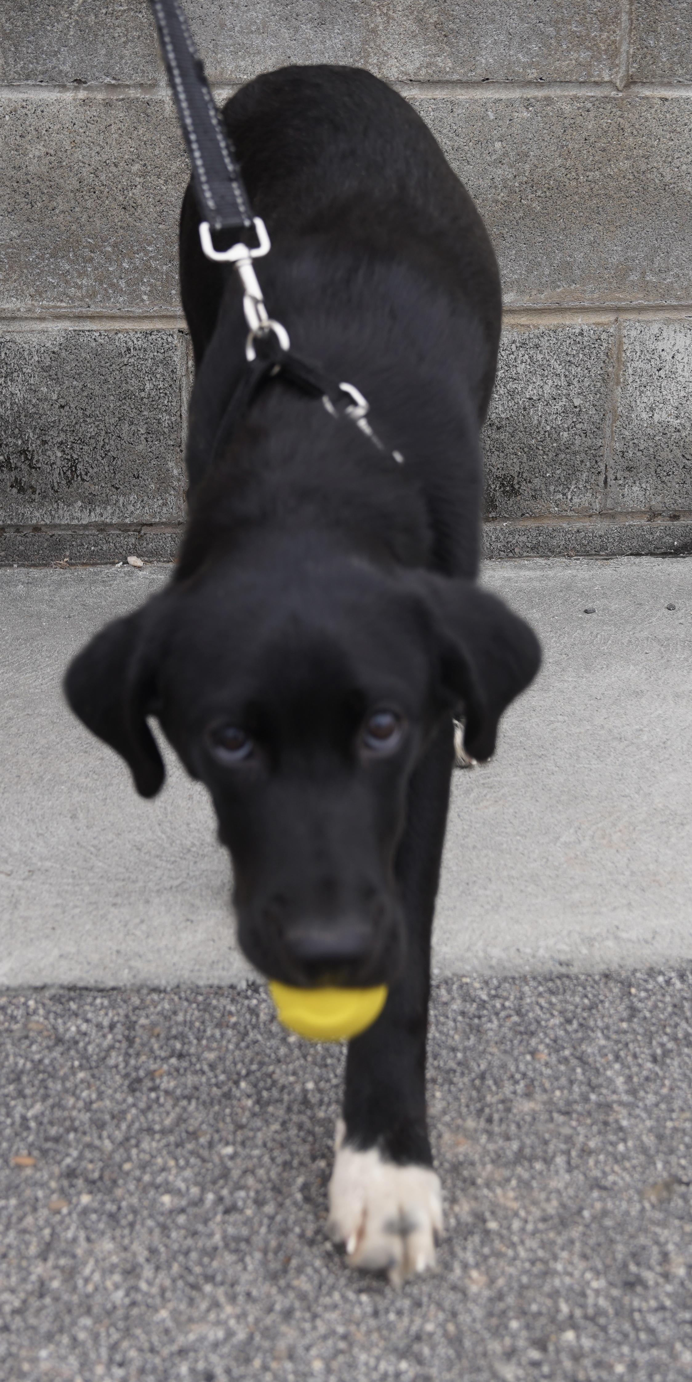 Enlarge Sasha , an adopted Black Labrador Retriever in Pottsville, PA image 3/6