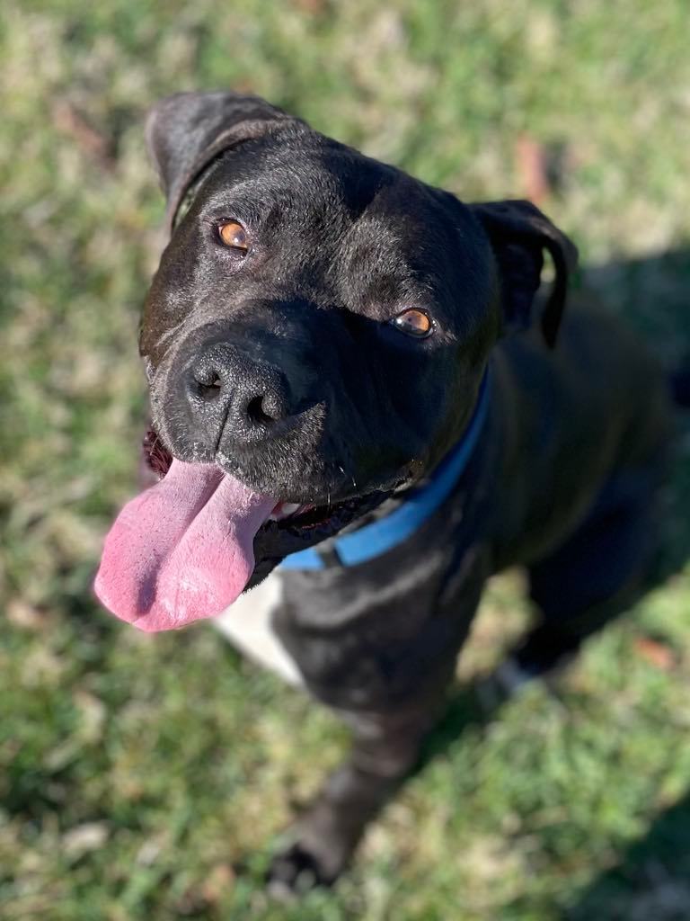 Enlarge Cooper, a Adopted mixed breed in Goodlettsville, TN image 1/6