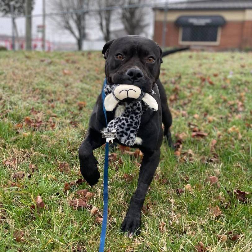 Enlarge Cooper, a Adopted mixed breed in Goodlettsville, TN image 2/6