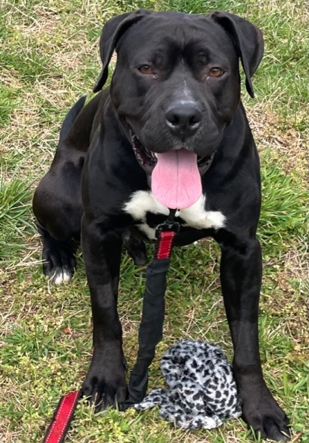 Enlarge Cooper, a Adopted mixed breed in Goodlettsville, TN image 3/6