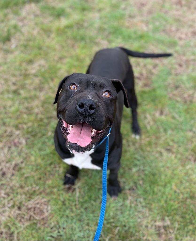 Enlarge Cooper, a Adopted mixed breed in Goodlettsville, TN image 4/6