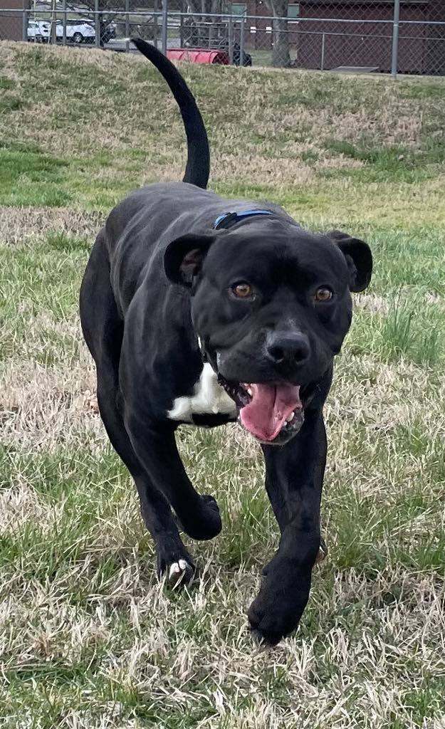 Enlarge Cooper, a Adopted mixed breed in Goodlettsville, TN image 5/6