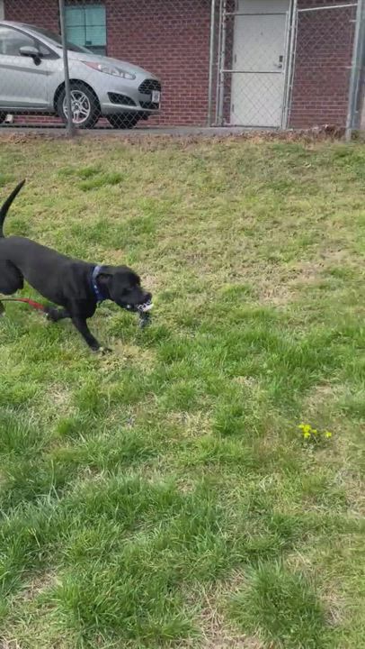 Enlarge Cooper, a Adopted mixed breed in Goodlettsville, TN video 6/6