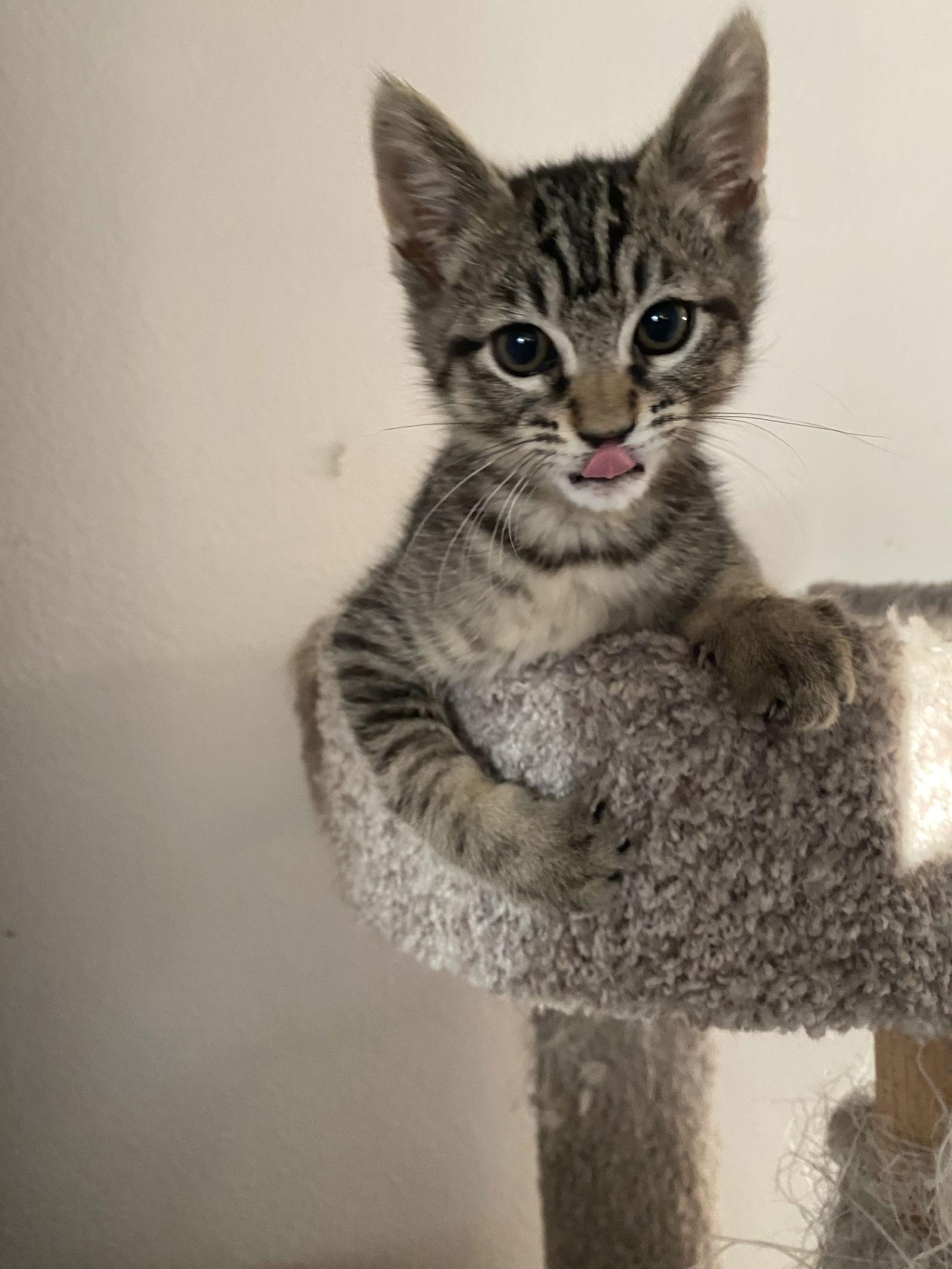 Enlarge Toby, a Adopted Domestic Short Hair in Burlington, WA image 1/3