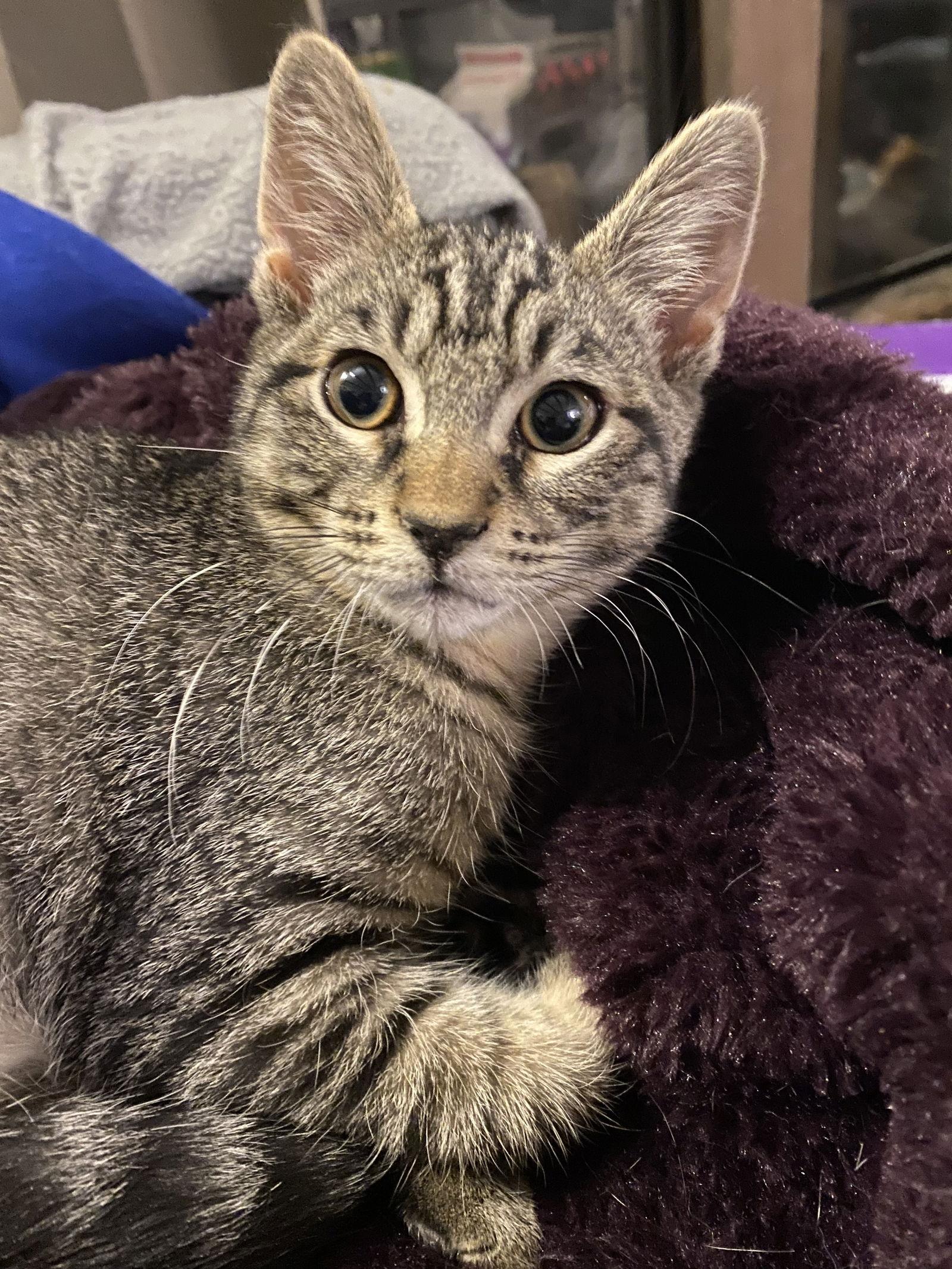 Enlarge Toby, a Adopted Domestic Short Hair in Burlington, WA image 2/3