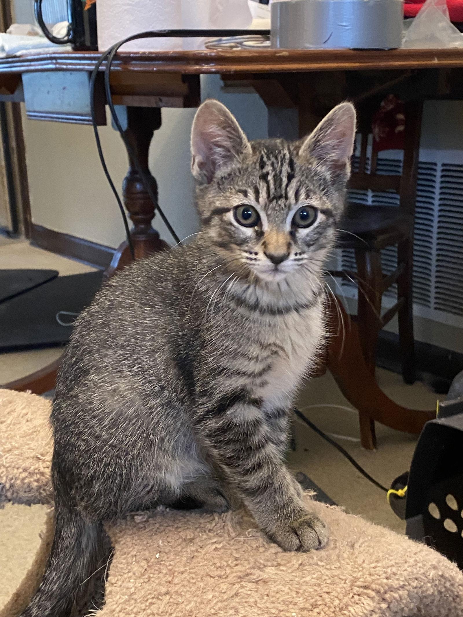 Enlarge Toby, a Adopted Domestic Short Hair in Burlington, WA image 3/3