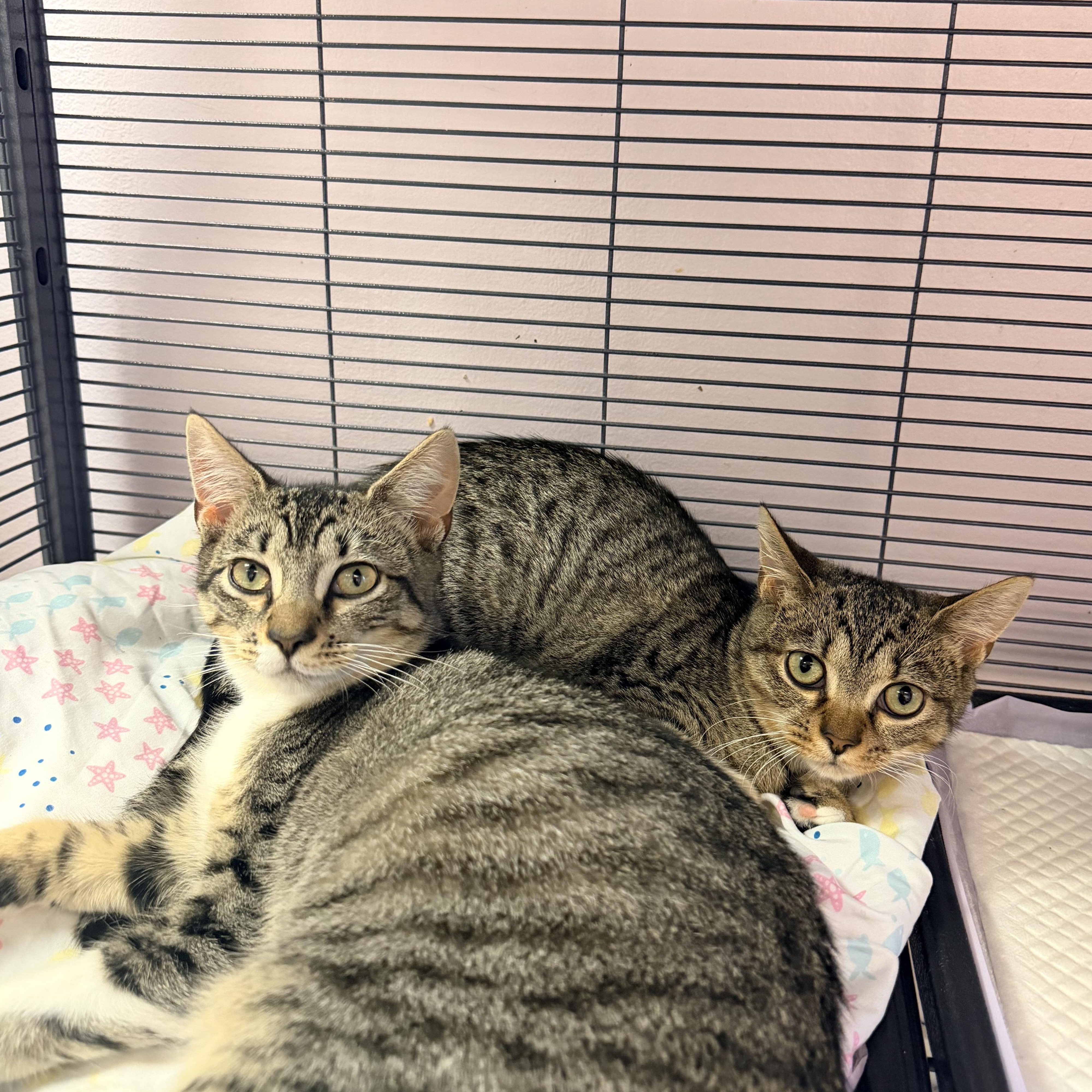 Millie and Pip, Adoptable, Kitten Female Domestic Short Hair.