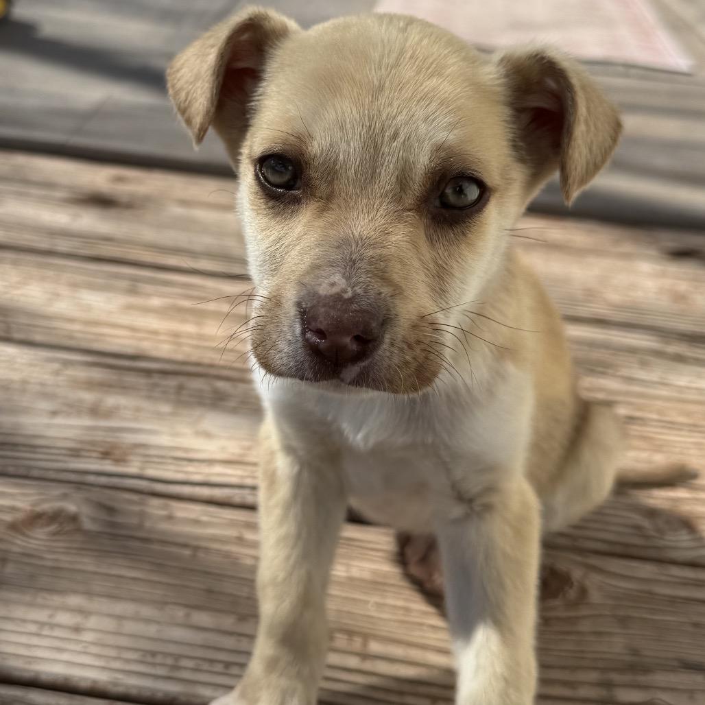 Donald, a Adoptable Mixed Breed in Moab, UT image 2/6