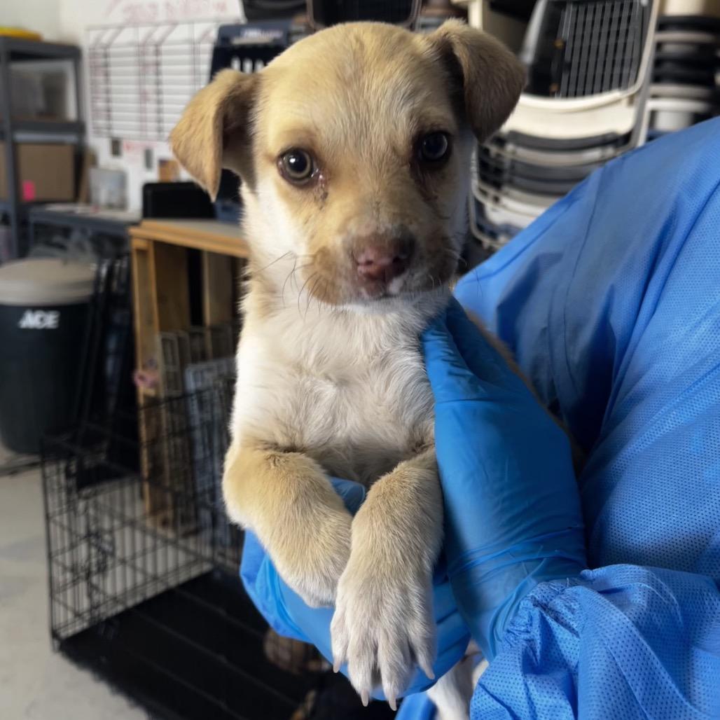 Donald, a Adoptable Mixed Breed in Moab, UT image 3/6