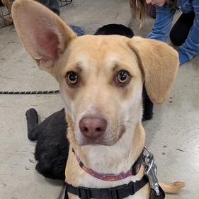 Enlarge Donald (Dobby), a Adoptable Mixed Breed in Moab, UT image 4/6