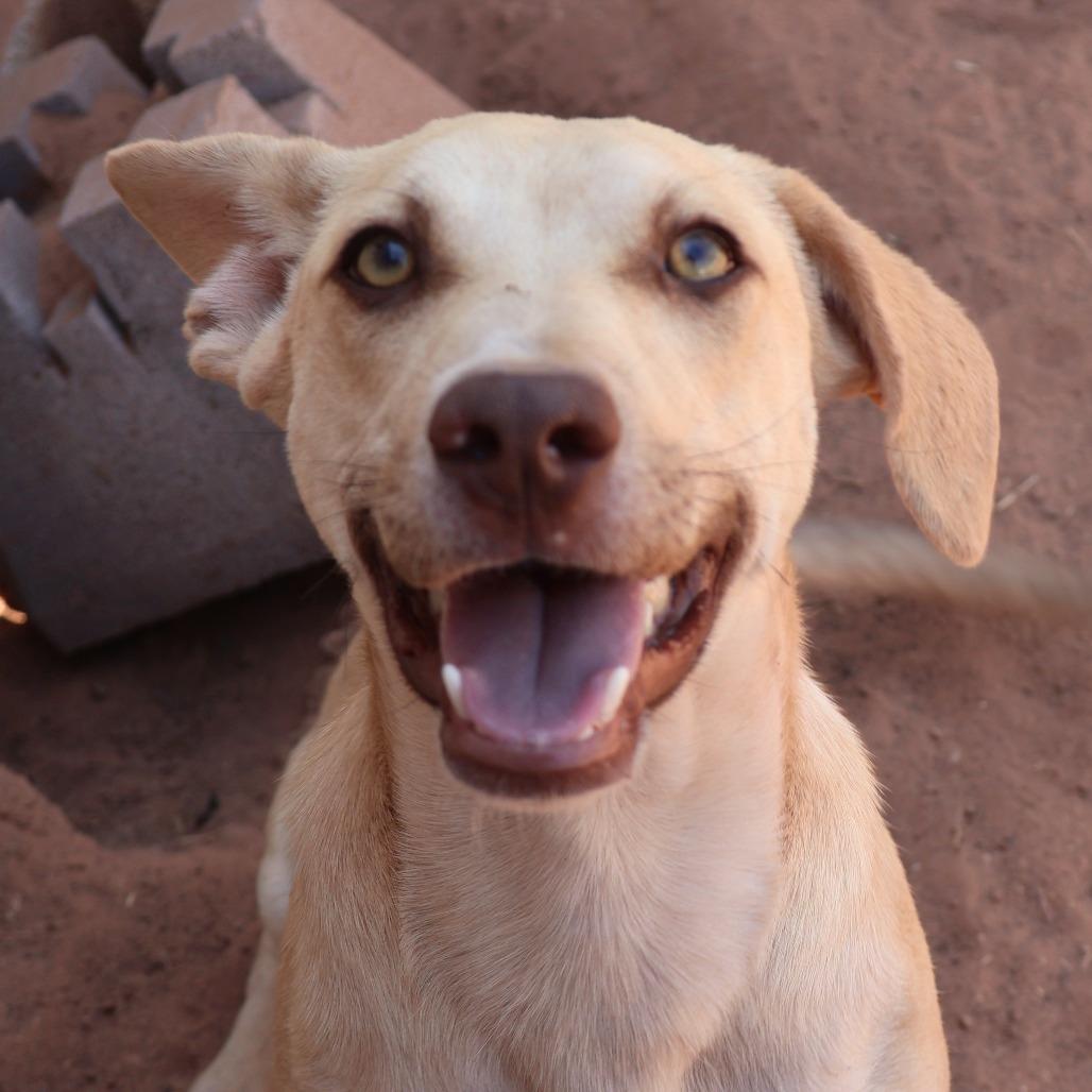 Donald, a Adoptable Mixed Breed in Moab, UT image 4/6