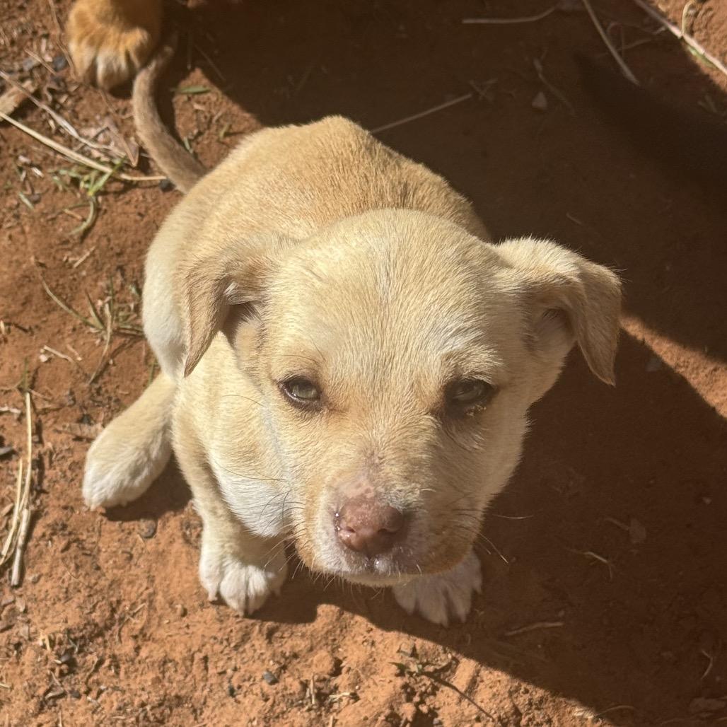 Donald, a Adoptable Mixed Breed in Moab, UT image 5/6