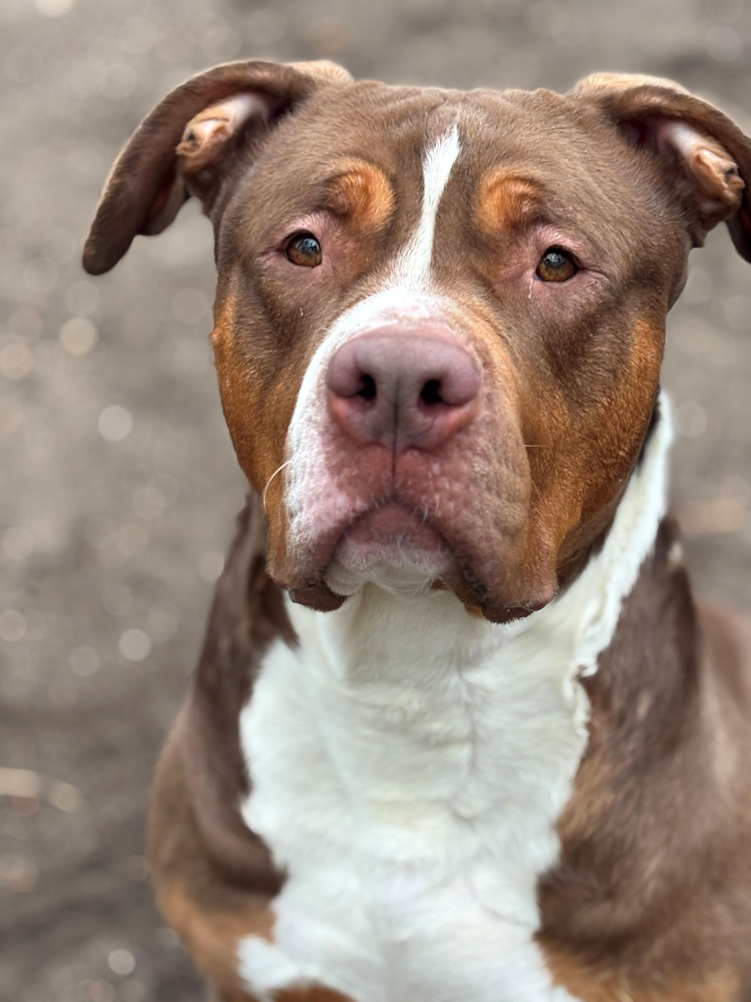 Mocha, Adoptable, Adult Female Mixed Breed.