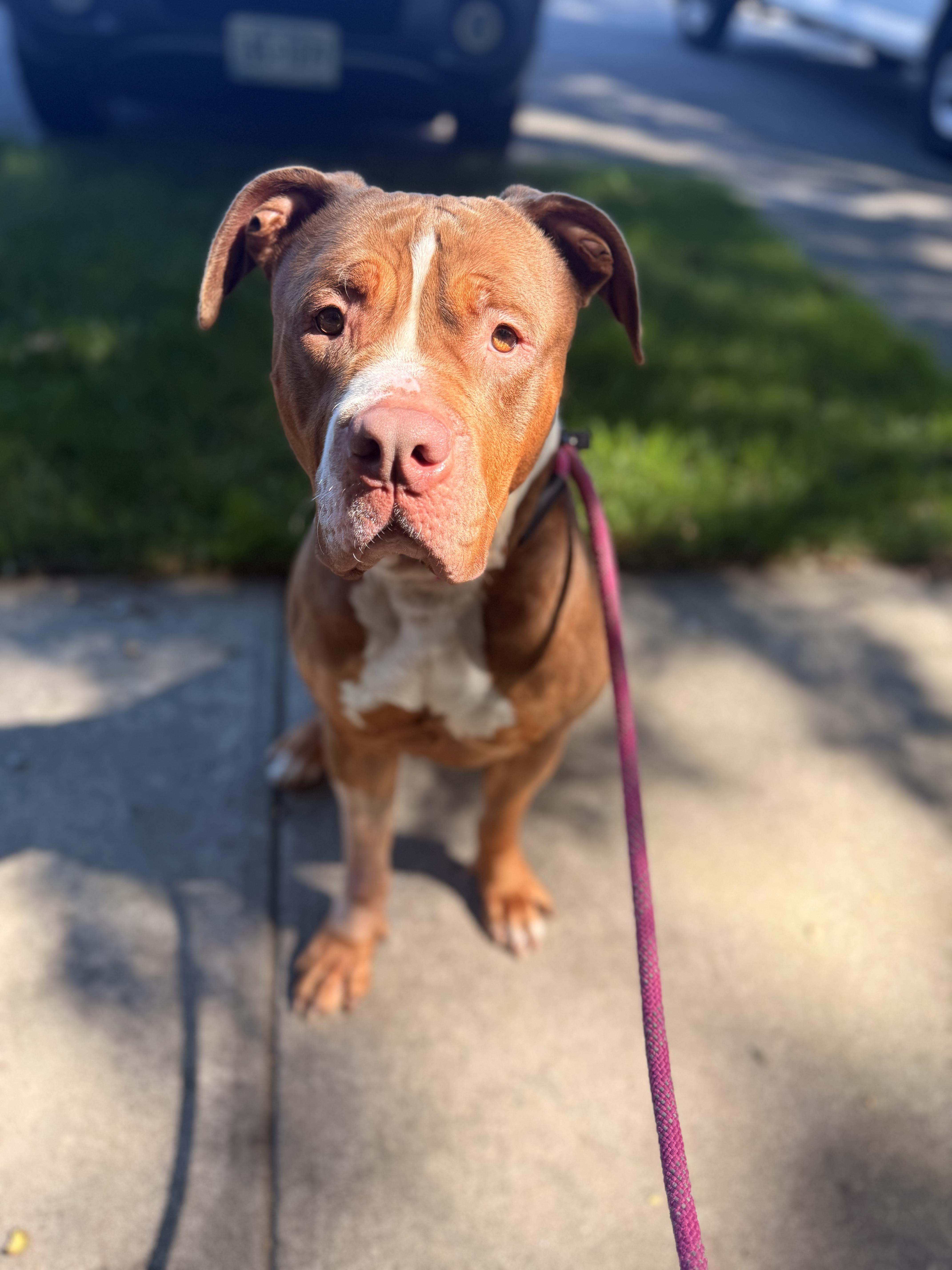 Enlarge Mocha, a Adoptable Mixed Breed in Brookhaven, NY image 1/1
