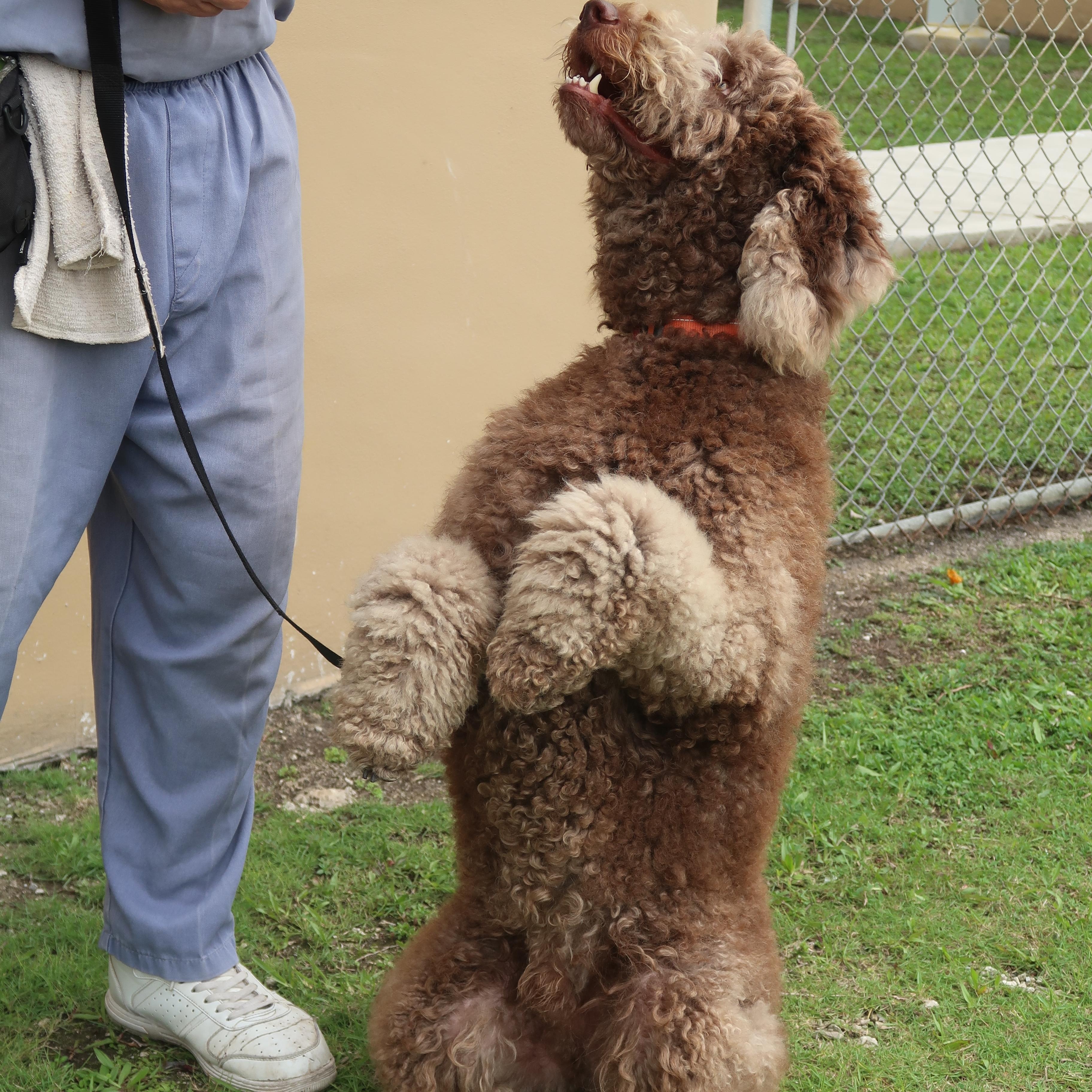 Chewey - TRAINED DOG, a ADOPTABLE mixed breed in Miami, FL image 2/5