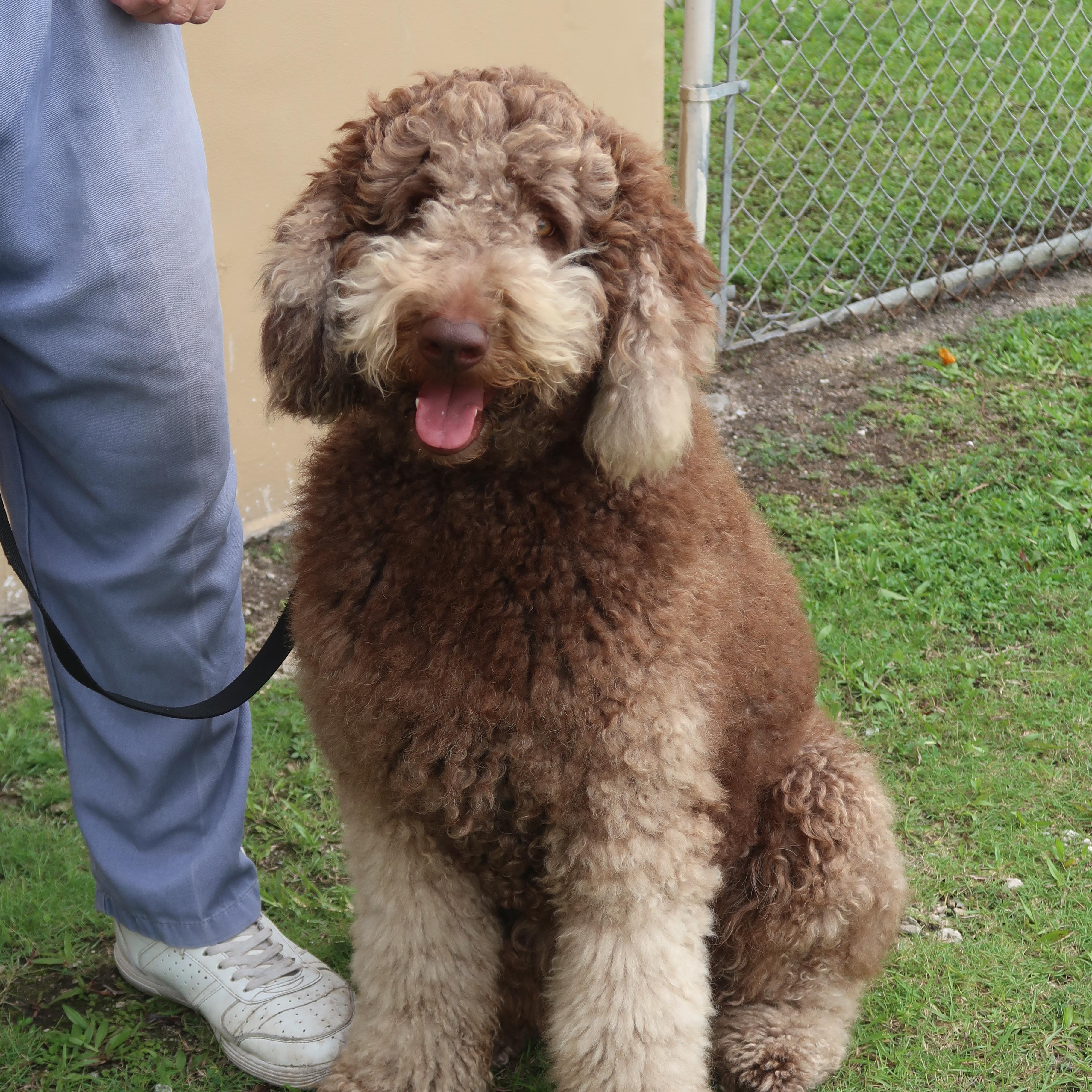 Chewey - TRAINED DOG, ADOPTABLE, Adult Male Standard Poodle & Schnauzer.