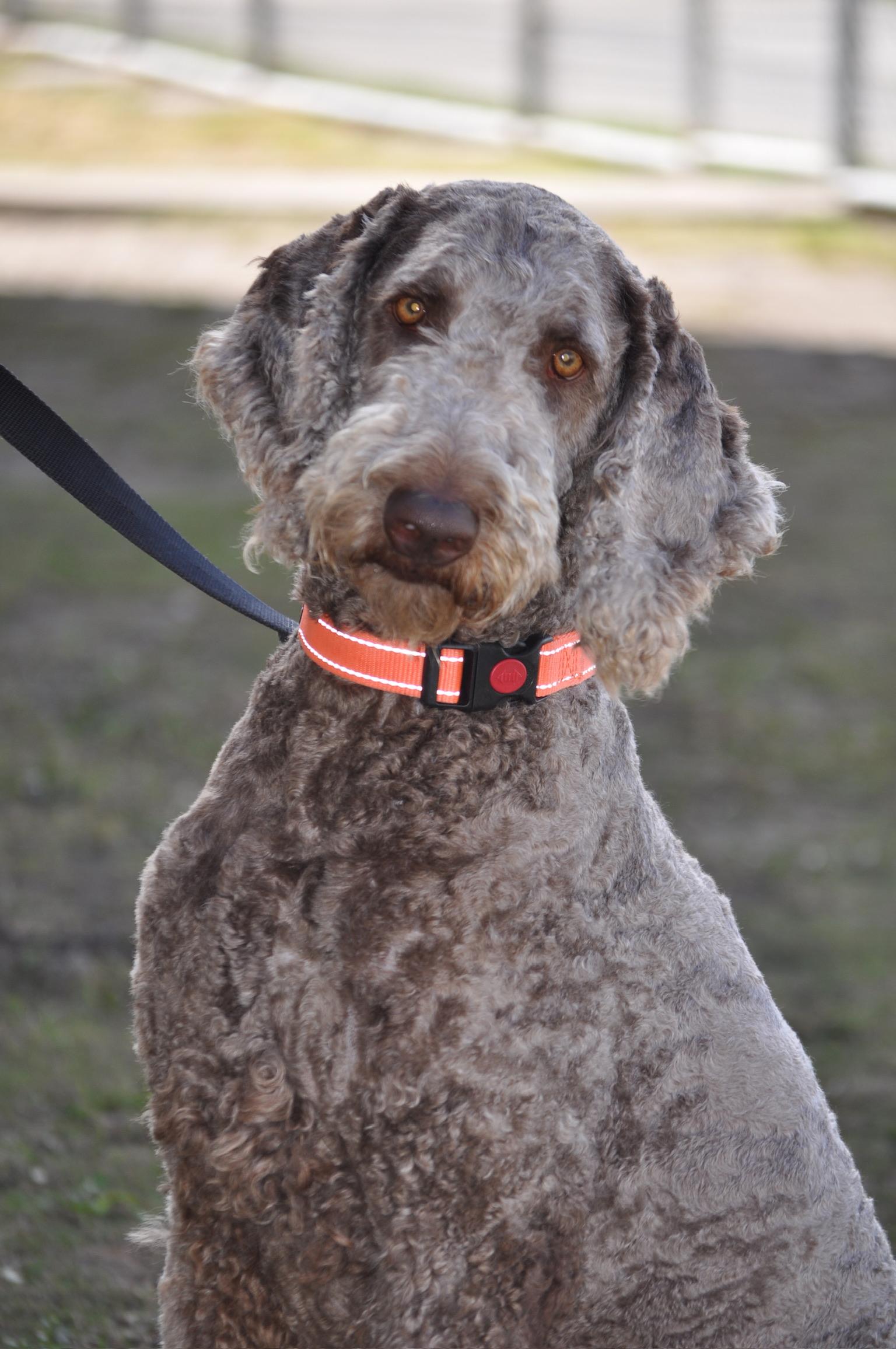 Enlarge Clay - TRAINED DOG , a ADOPTABLE mixed breed in Miami, FL image 1/1