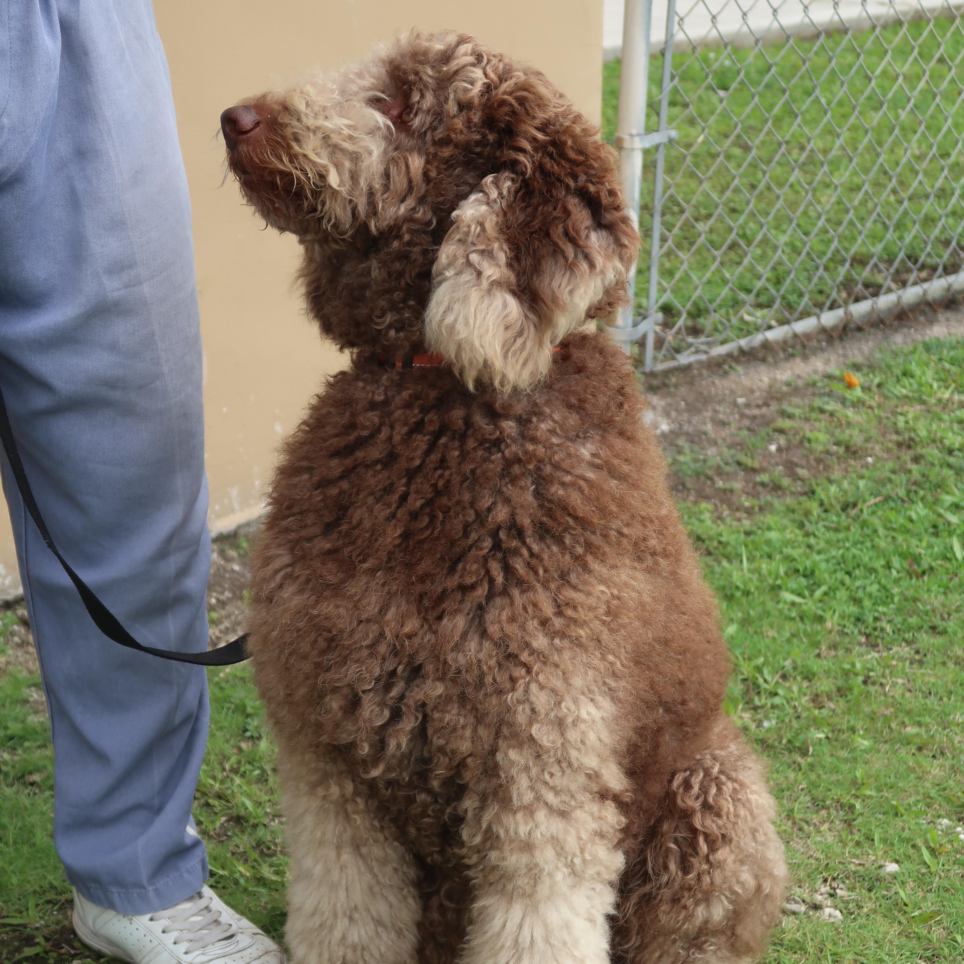Chewey - TRAINED DOG, a ADOPTABLE mixed breed in Miami, FL image 3/5