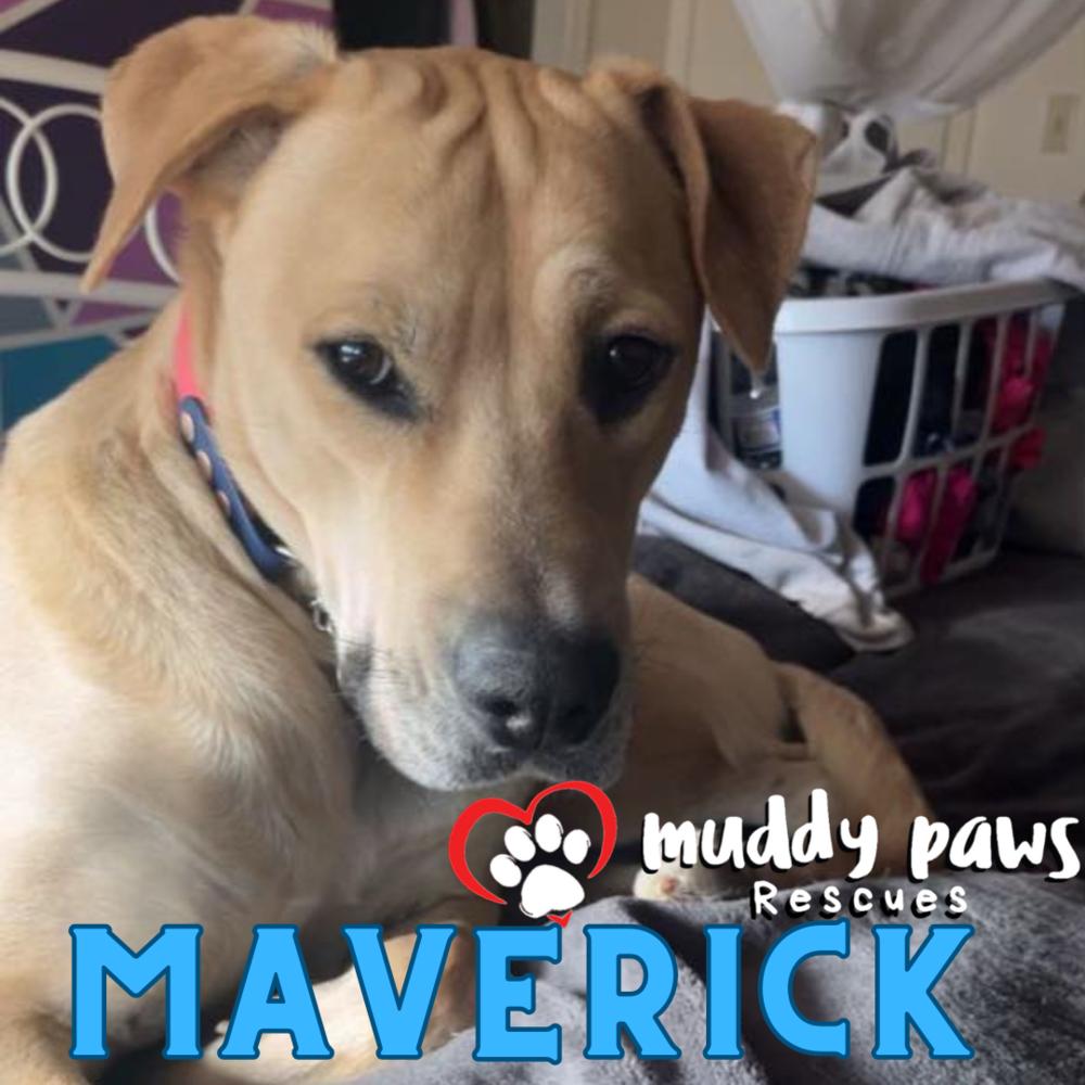 Maverick FKA Cedrick, a Adoptable mixed breed in Council Bluffs, IA image 1/4