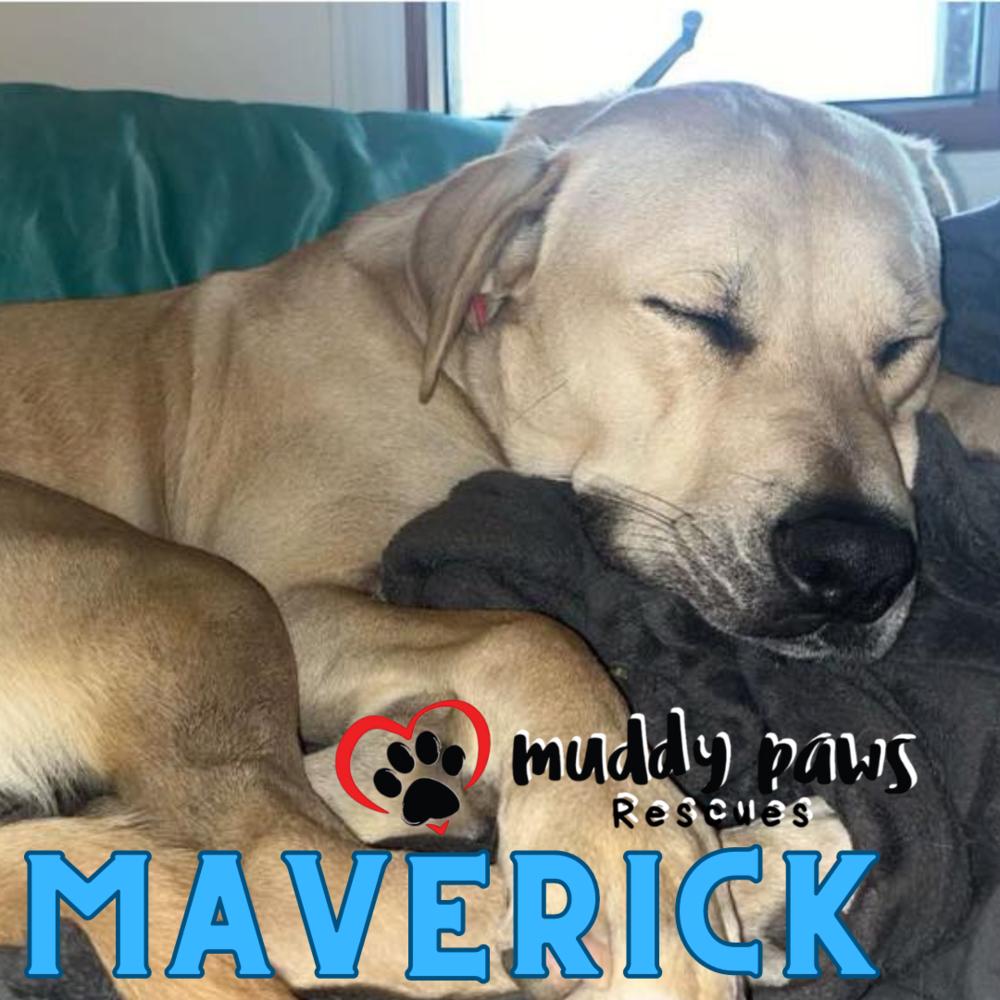 Maverick FKA Cedrick, a Adoptable mixed breed in Council Bluffs, IA image 2/4