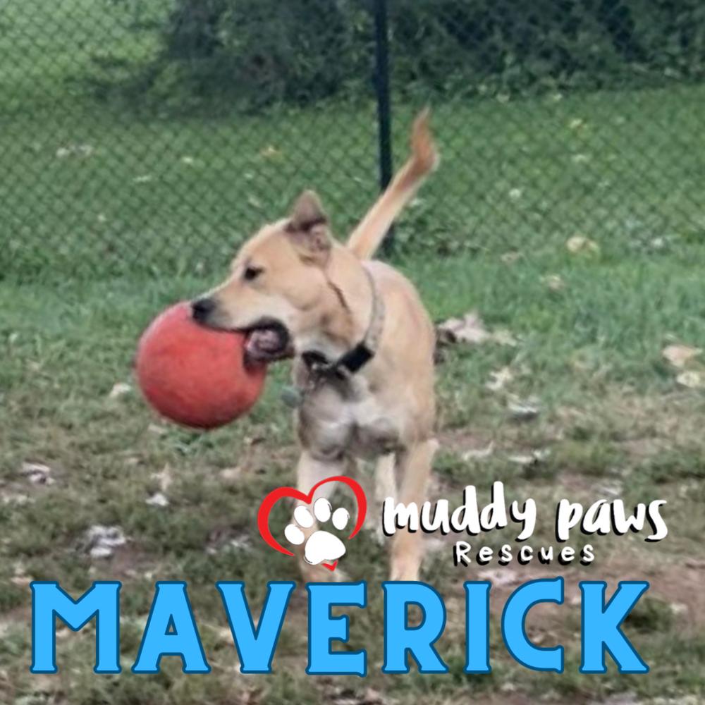 Maverick FKA Cedrick, a Adoptable mixed breed in Council Bluffs, IA image 4/4