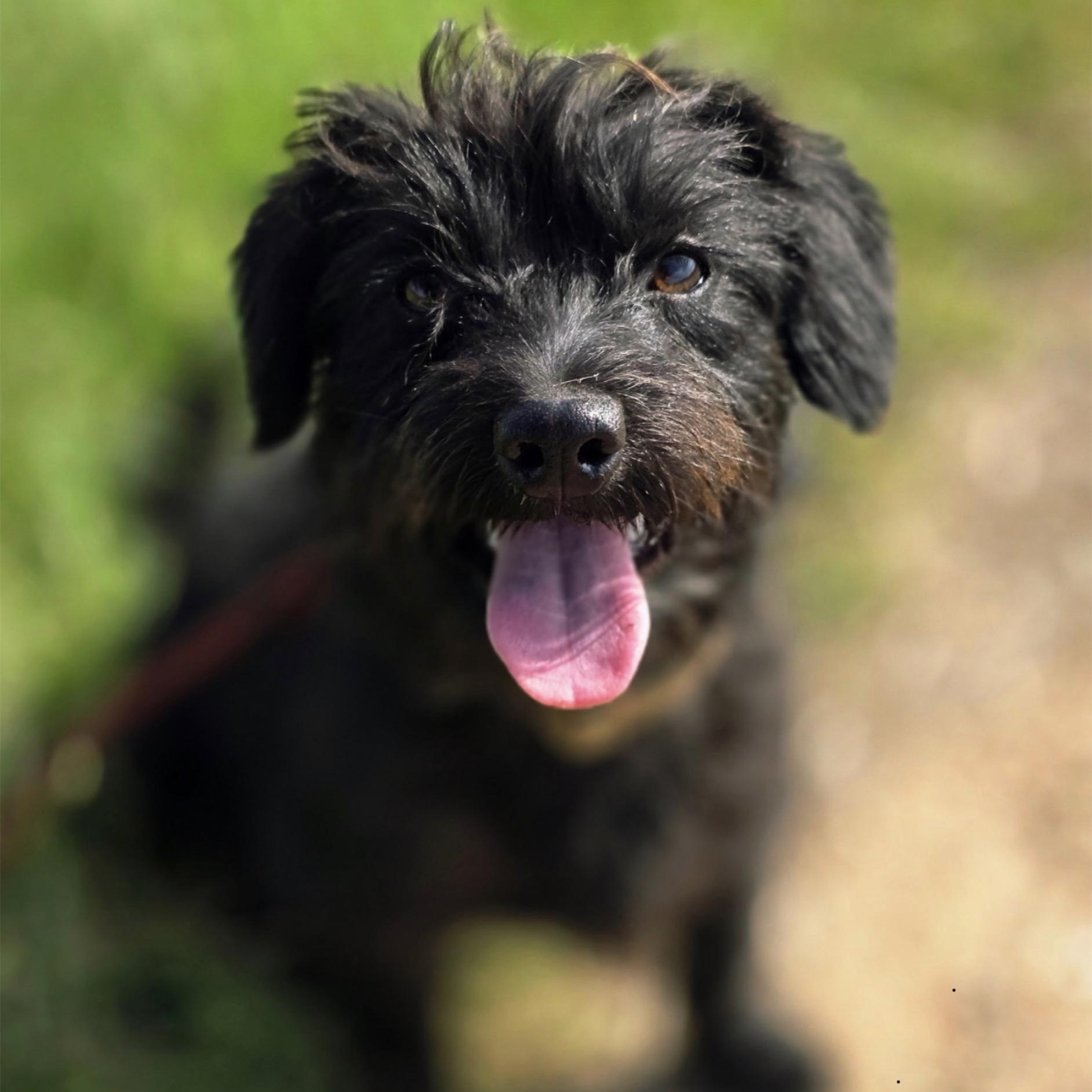 Toto, Adopted, Young Male Terrier.