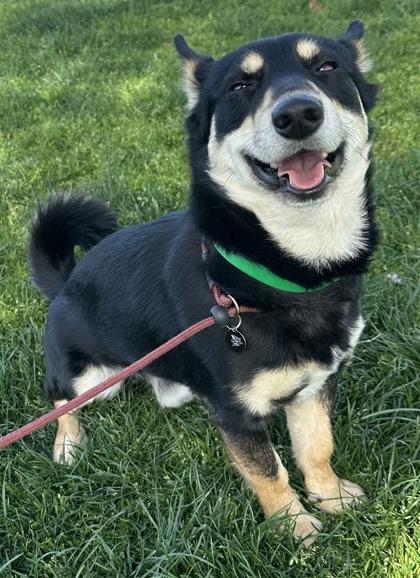 Enlarge Bean, a Adoptable mixed breed in Phoenix, AZ image 1/2