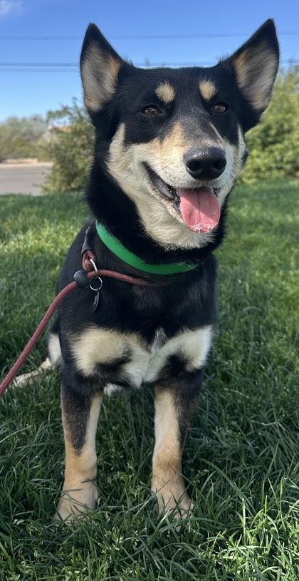 Enlarge Bean, a Adoptable mixed breed in Phoenix, AZ image 2/2