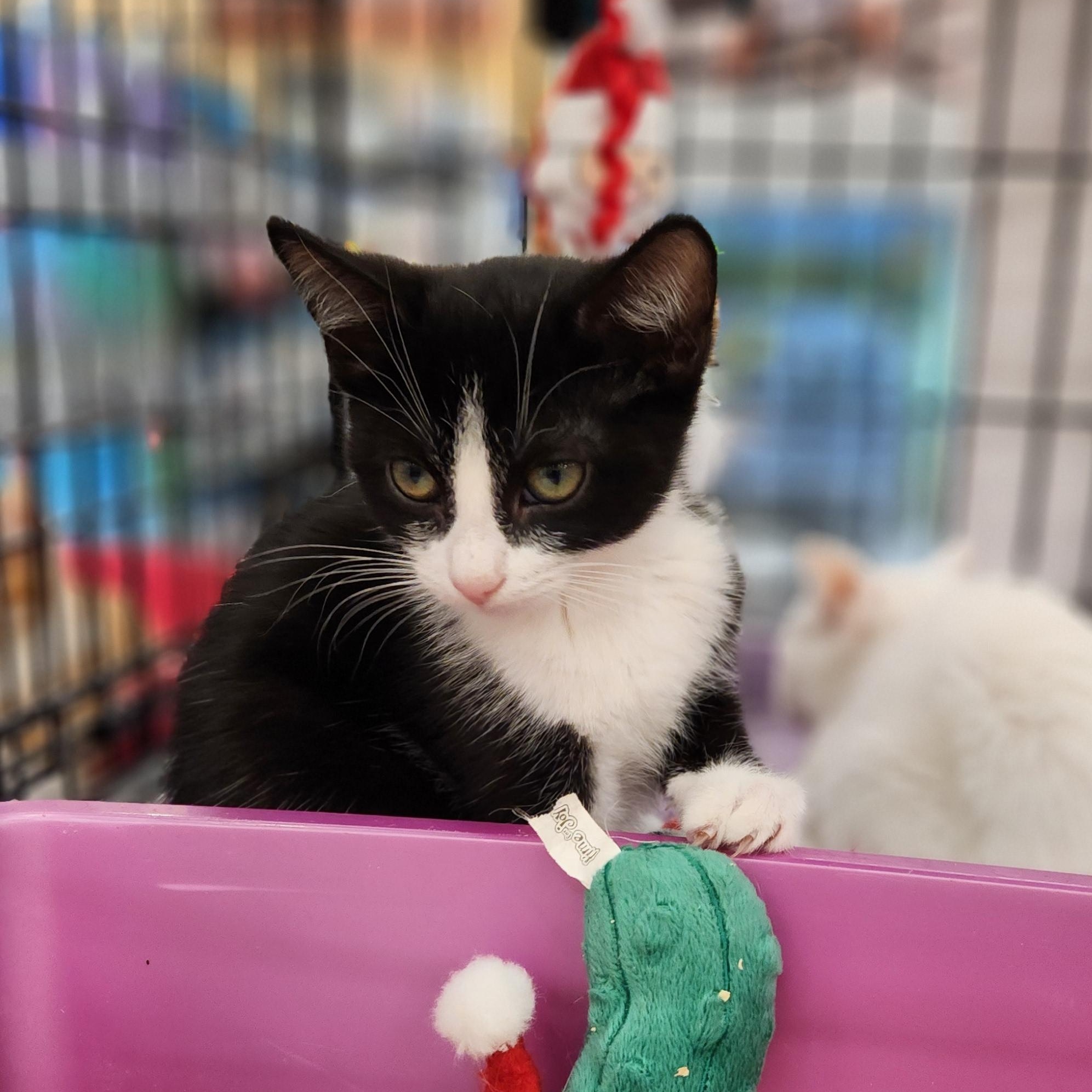 Cassie, an adoptable Tuxedo Mix in Buena Park, CA_image-1