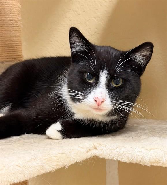 MAXWELL, Adoptable, Young Male Domestic Short Hair.