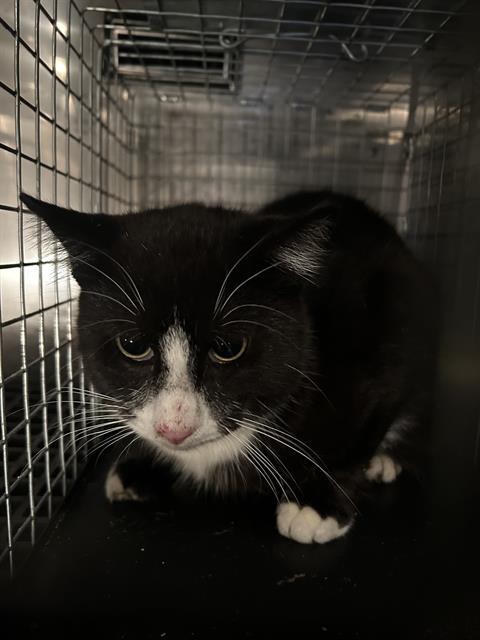 MAXWELL, Adoptable, Young Male Domestic Short Hair.