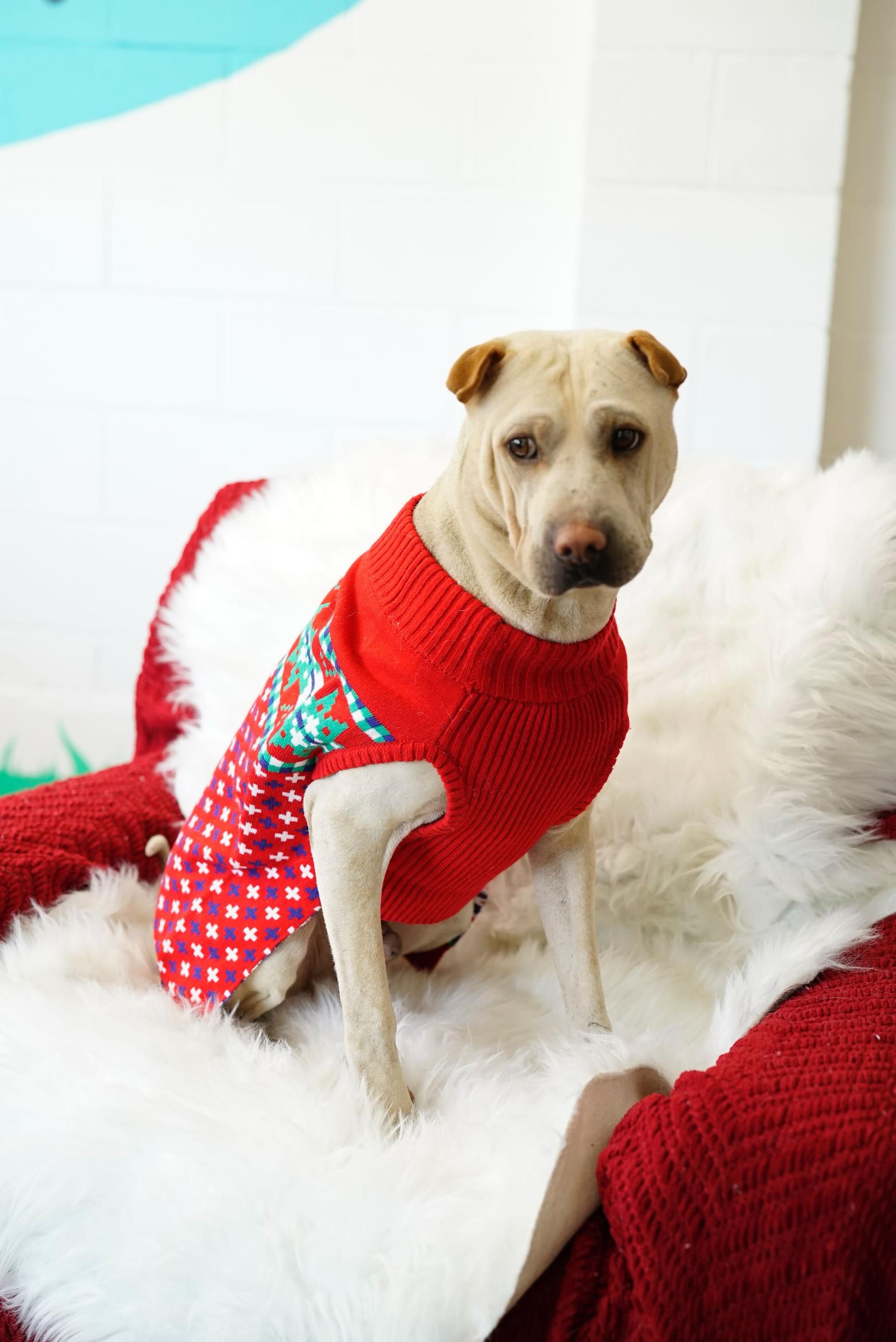 Enlarge Drew, a Adoptable mixed breed in Pasadena, CA image 5/5