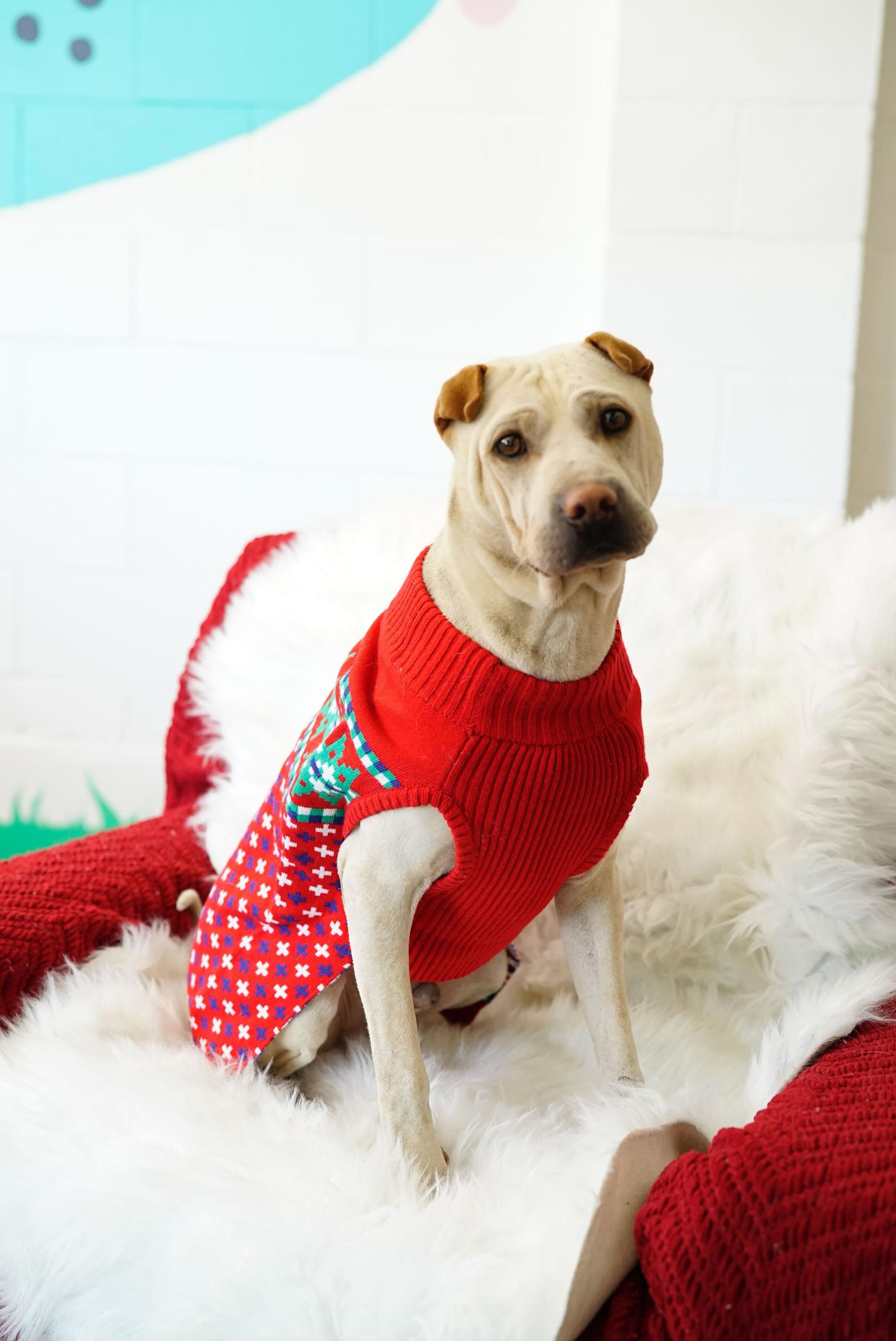 Enlarge Drew, a Adoptable mixed breed in Pasadena, CA image 1/5
